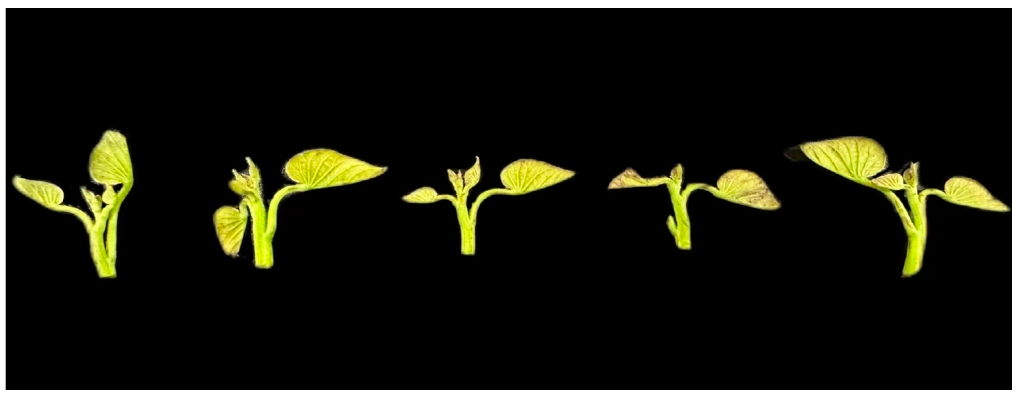 Horticulturae 10 00979 g001 Horticulturae 10 00979 g001