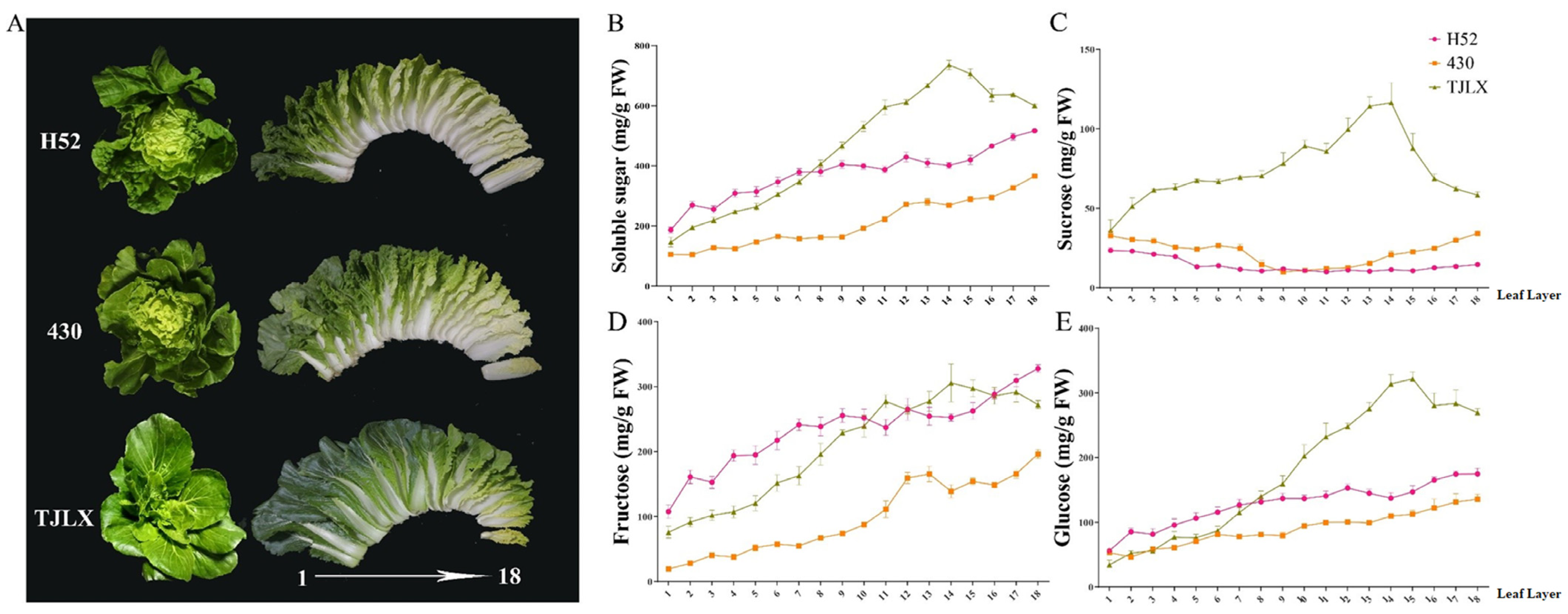 Horticulturae 10 00988 g001