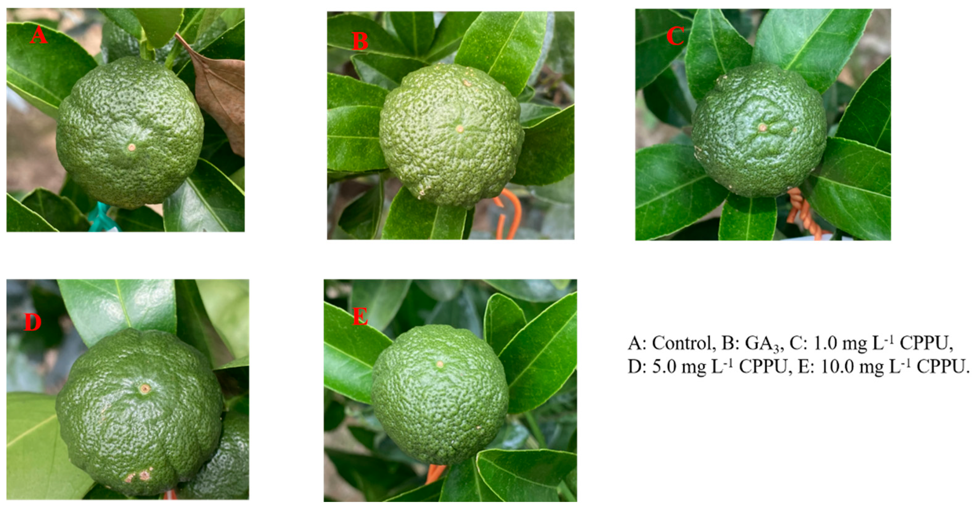 Horticulturae 10 01023 g001