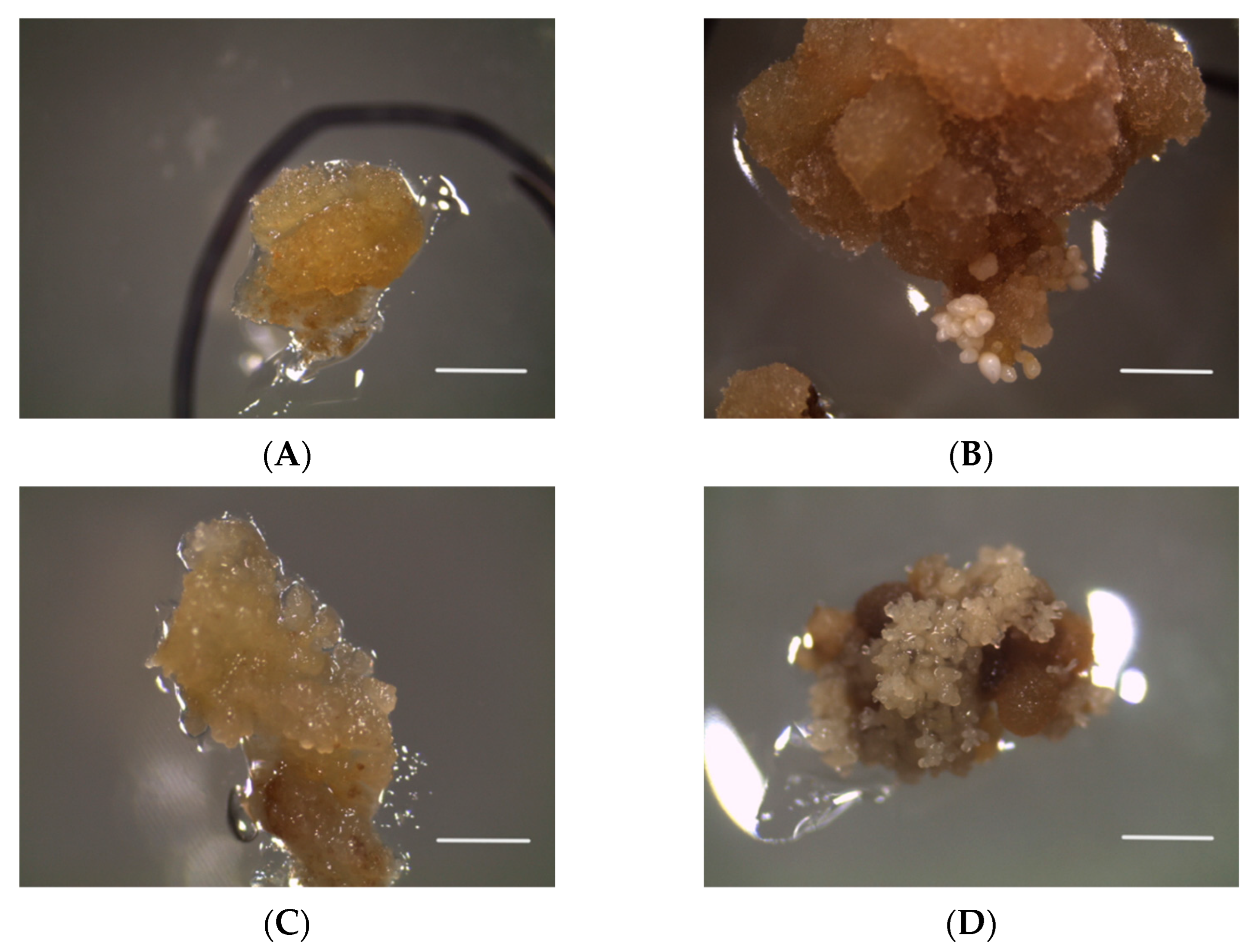 Horticulturae 10 01038 g003
