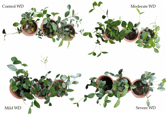 Effects of Water-Deficit Stress on the Growth and Physiological ...