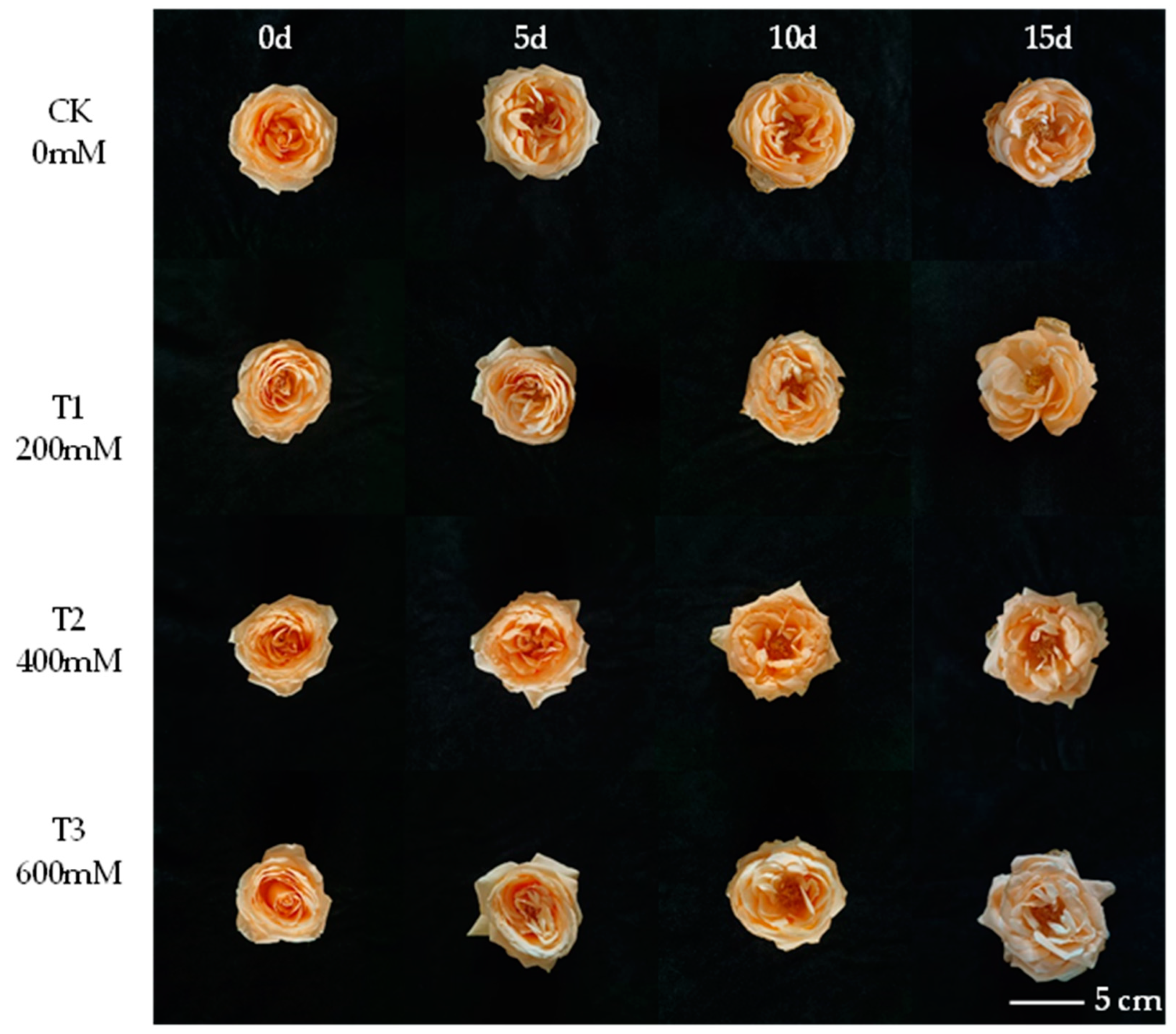 Horticulturae 10 01071 g001