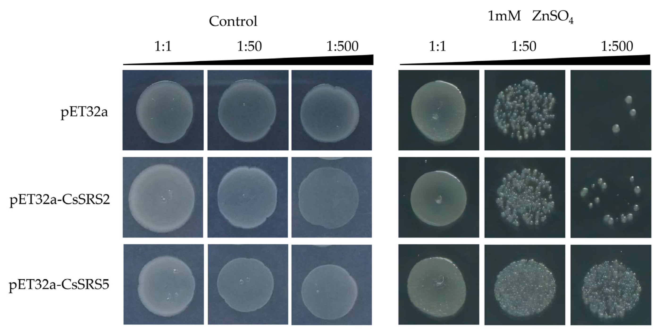 Horticulturae 10 01154 g006