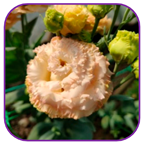 Horticulturae 10 01193 i006