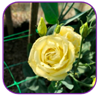 Horticulturae 10 01193 i007