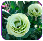 Horticulturae 10 01193 i008