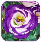 Horticulturae 10 01193 i011