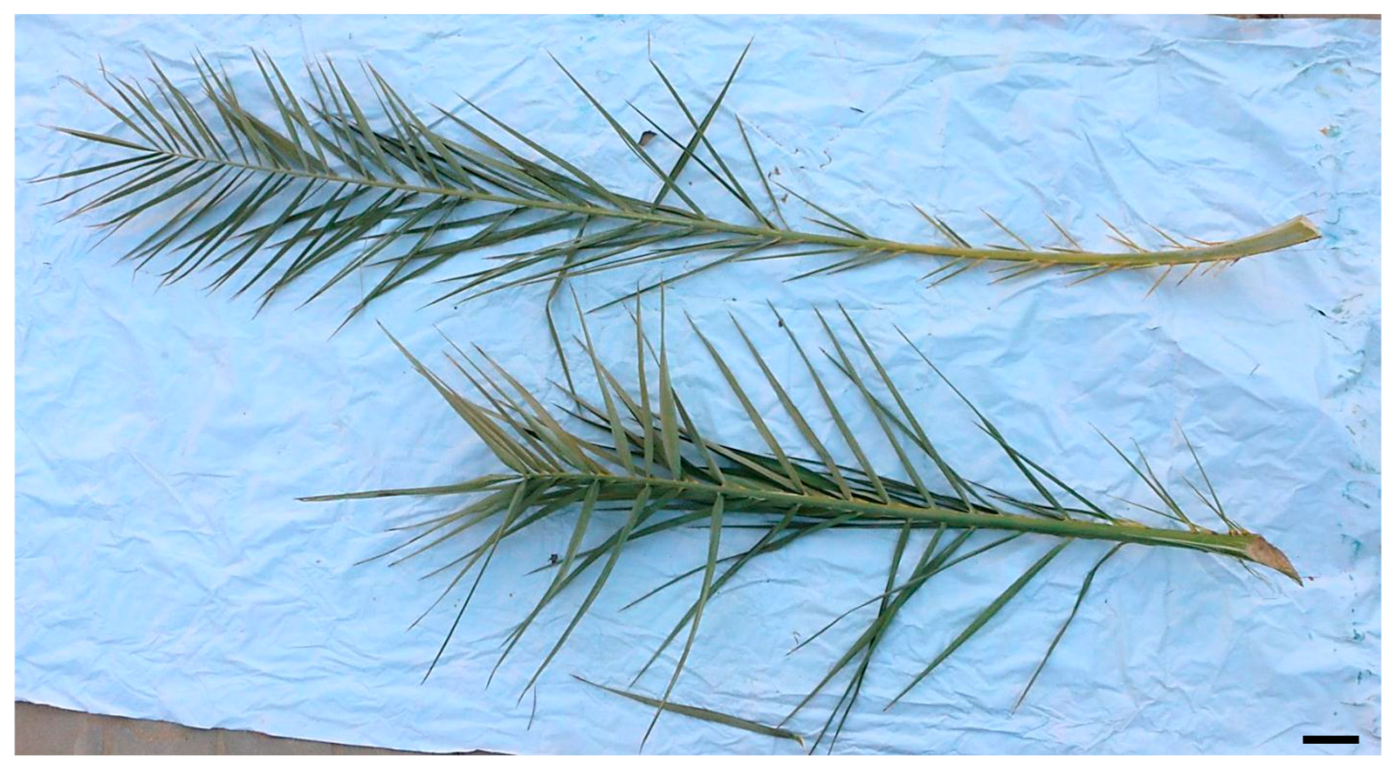 Horticulturae 10 01206 g004