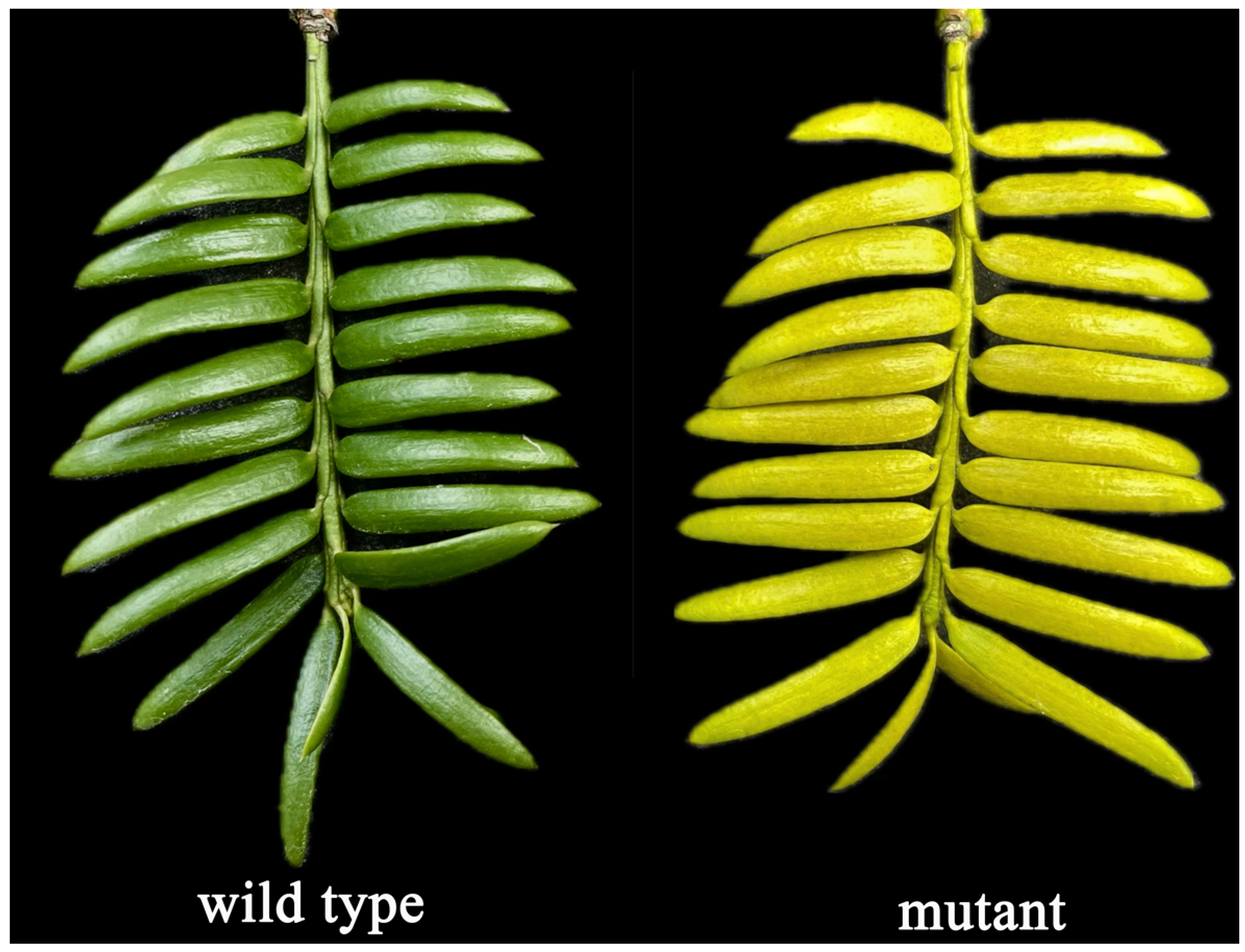 Horticulturae 10 01211 g001