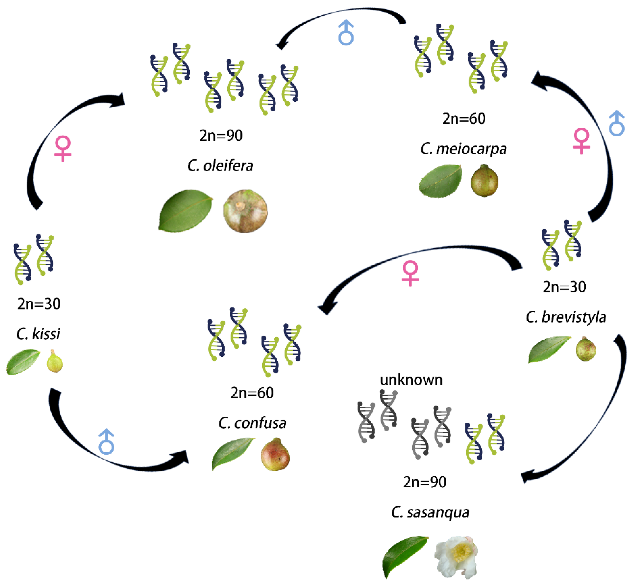 Horticulturae 10 01252 g005