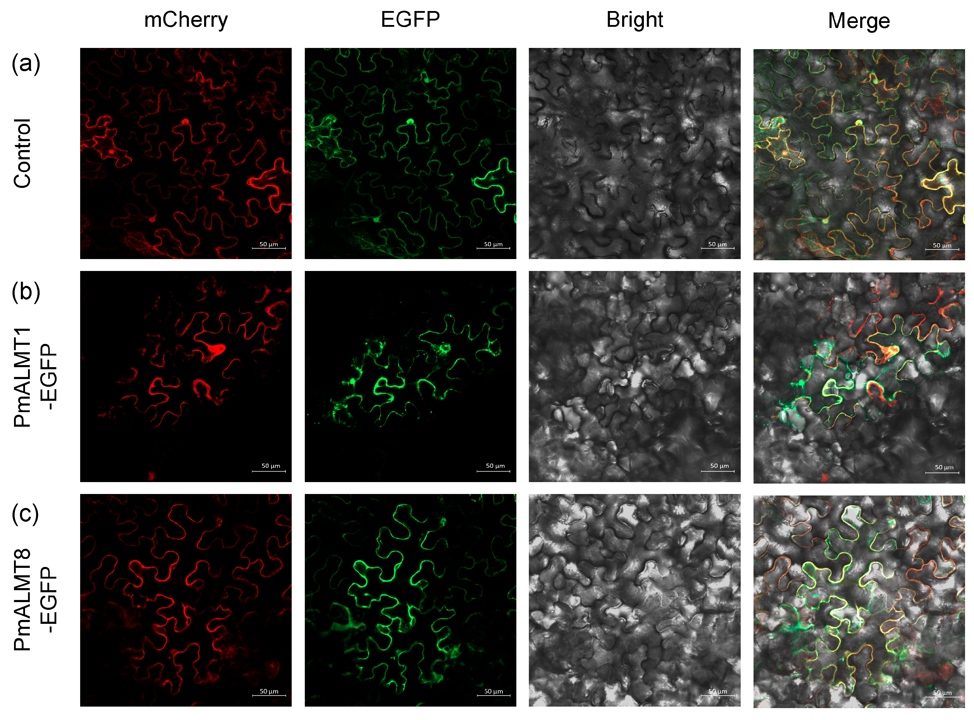 Horticulturae 10 01305 g008