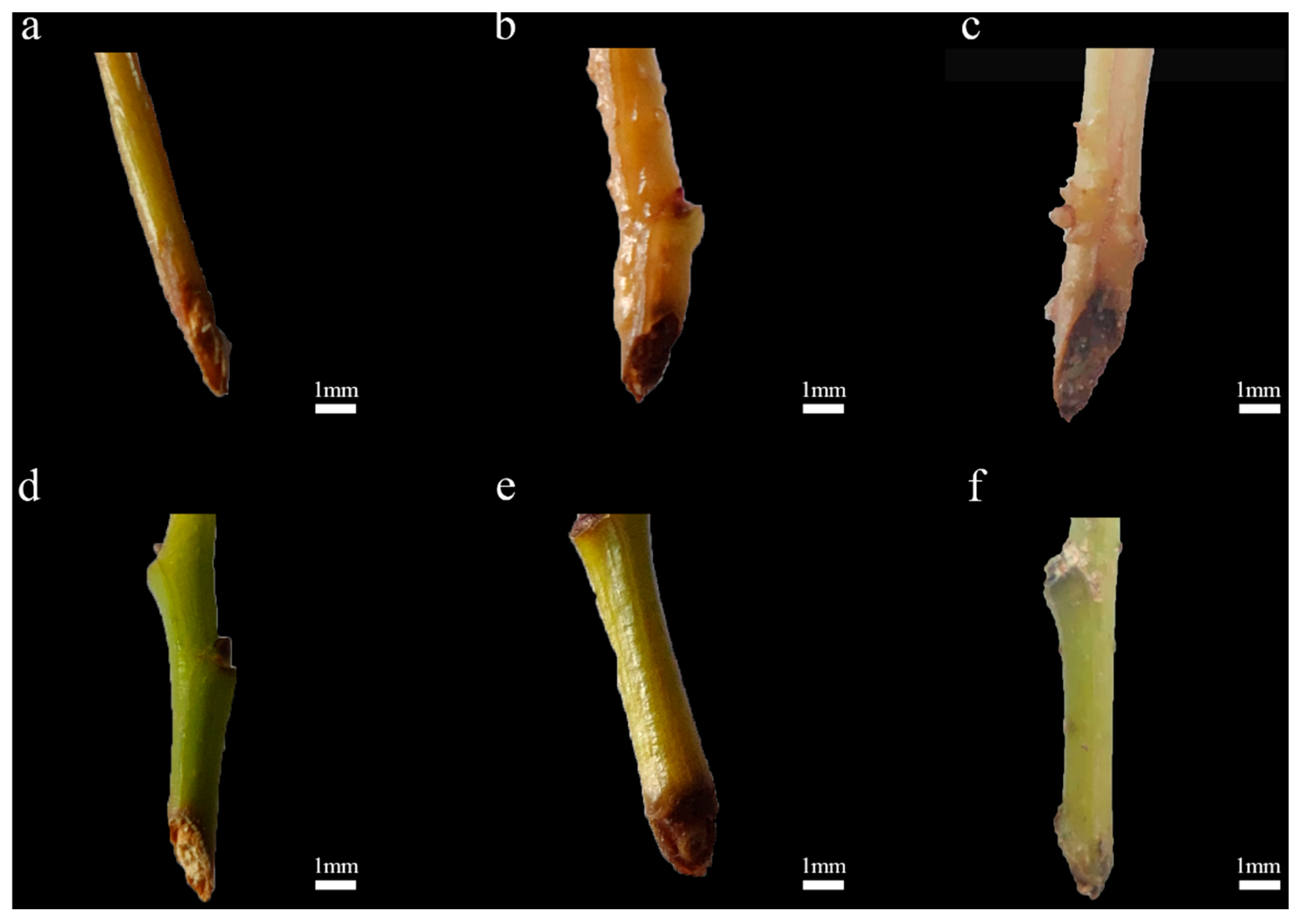 Horticulturae 10 01306 g001
