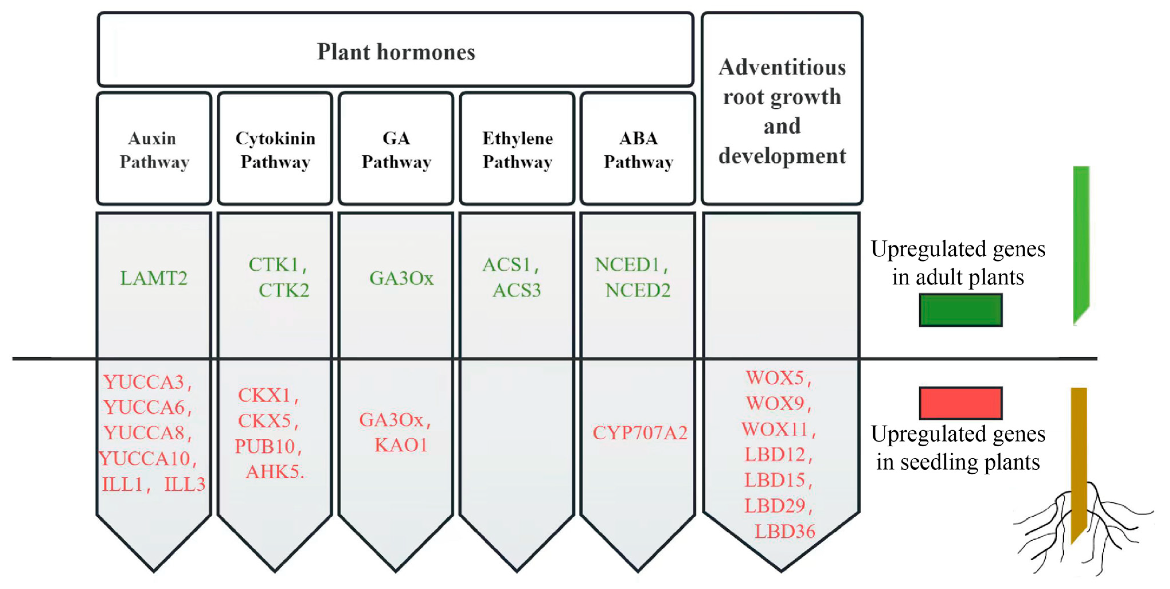 Horticulturae 10 01306 g010
