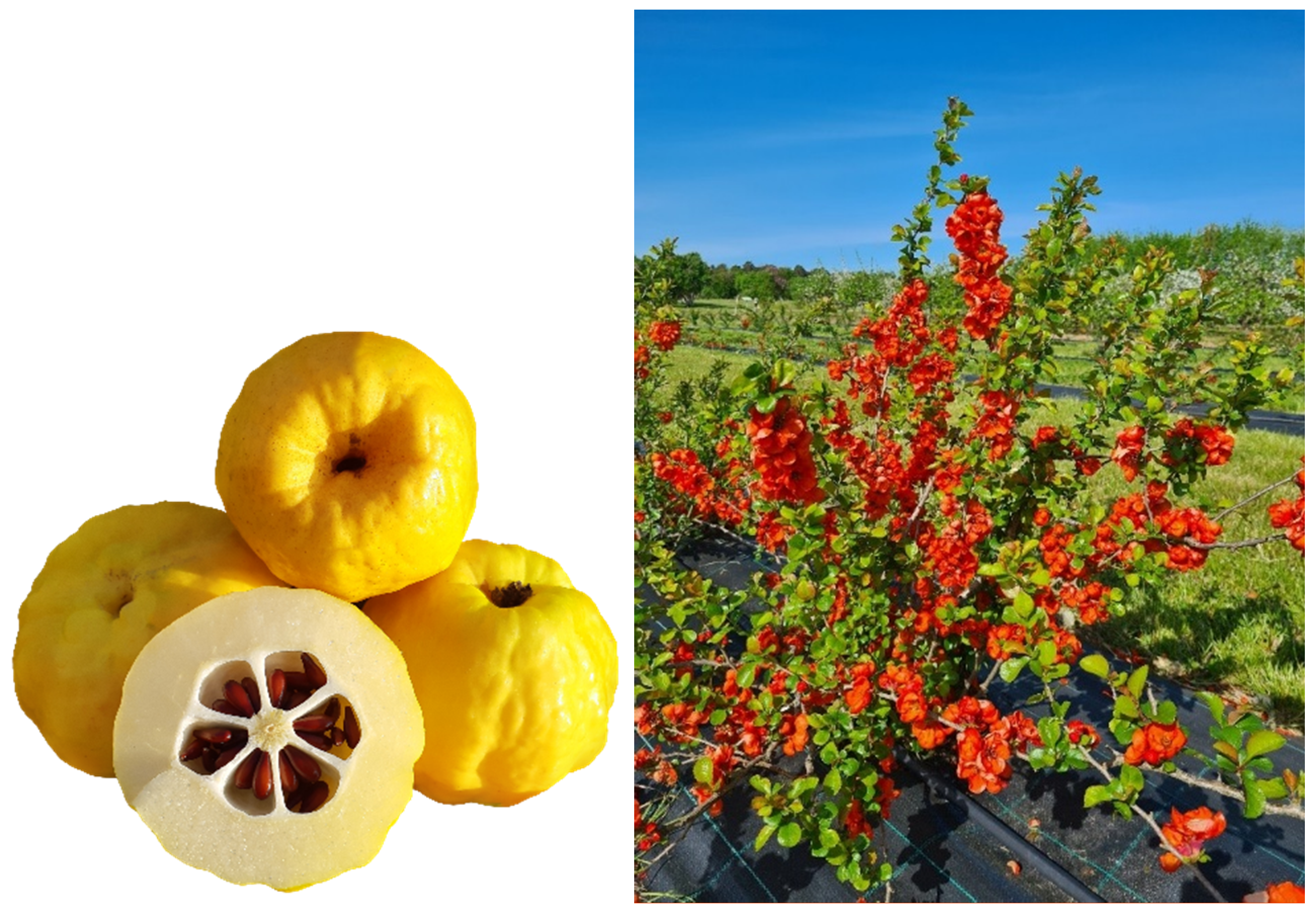 Horticulturae 10 01362 g001 Horticulturae 10 01362 g001