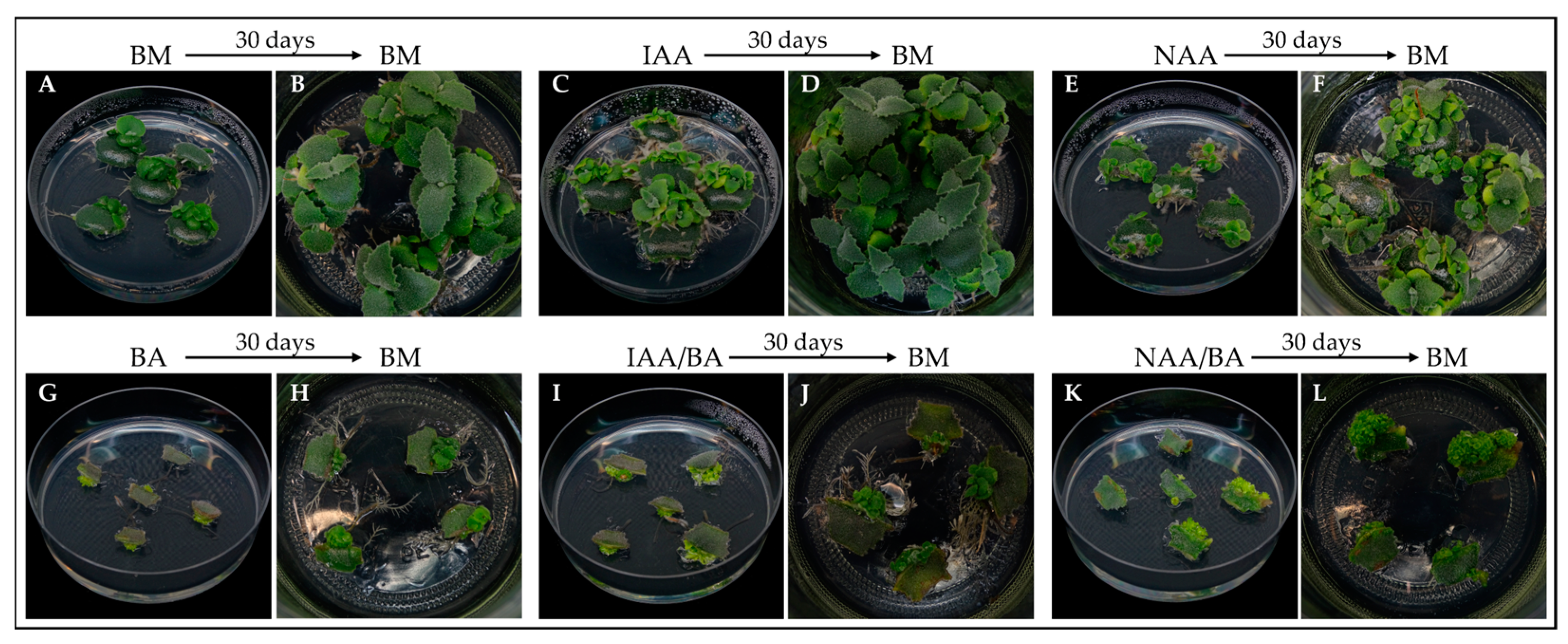 Horticulturae 10 01379 g004 Horticulturae 10 01379 g004