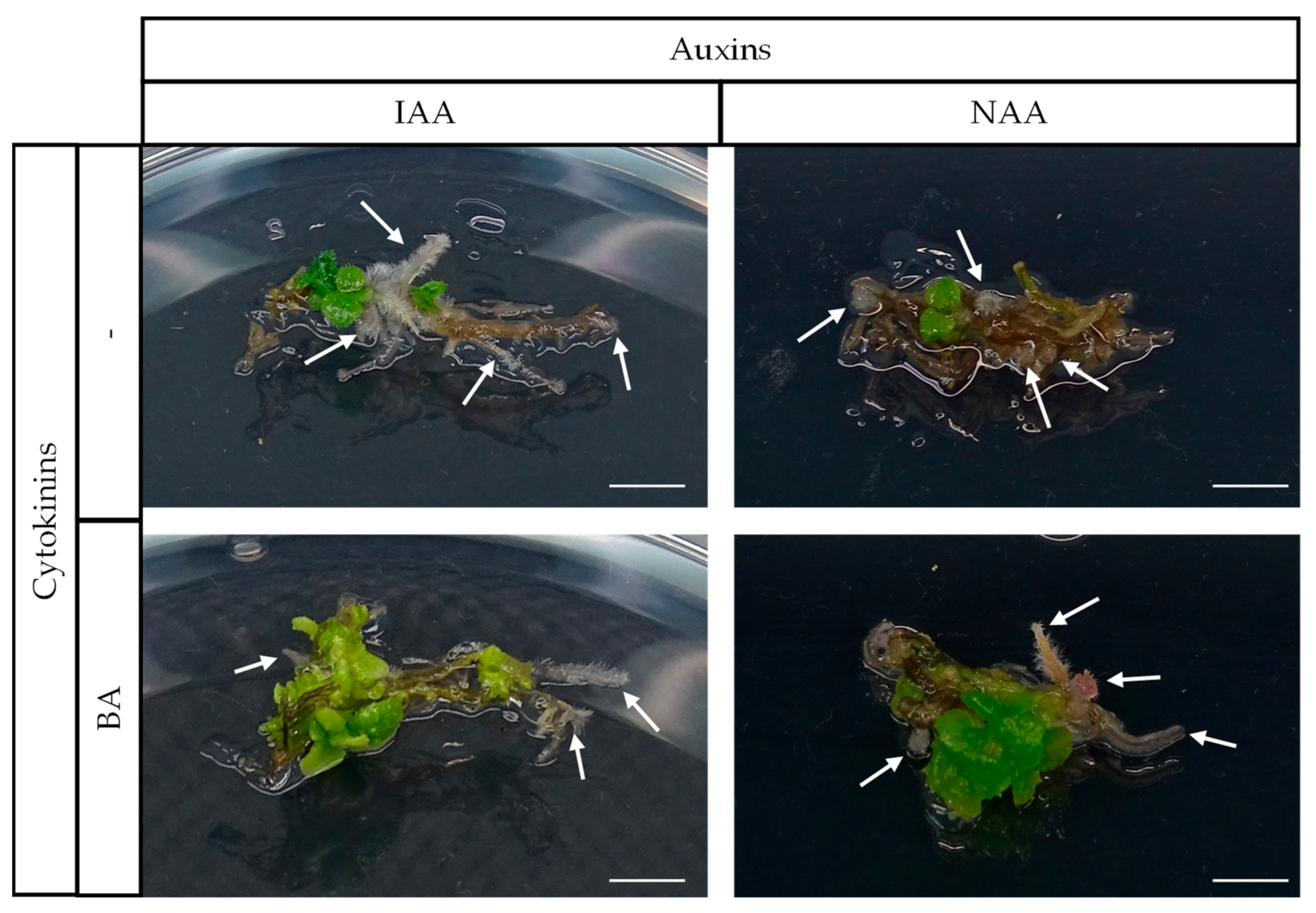 Horticulturae 10 01379 g005 Horticulturae 10 01379 g005