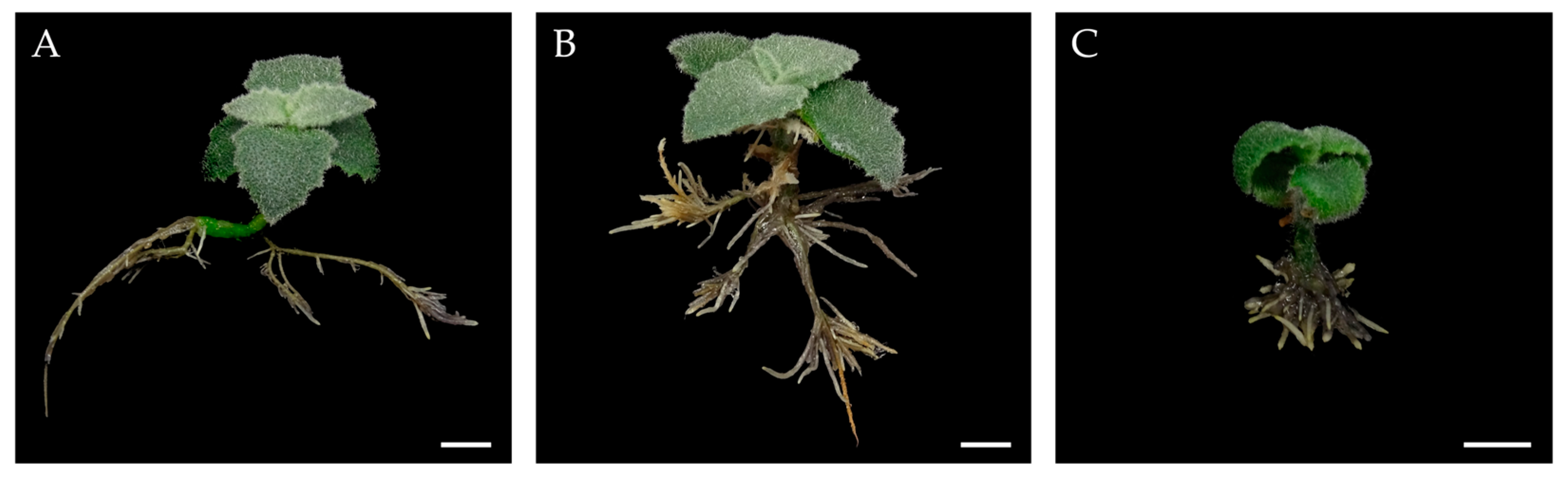 Horticulturae 10 01379 g009 Horticulturae 10 01379 g009