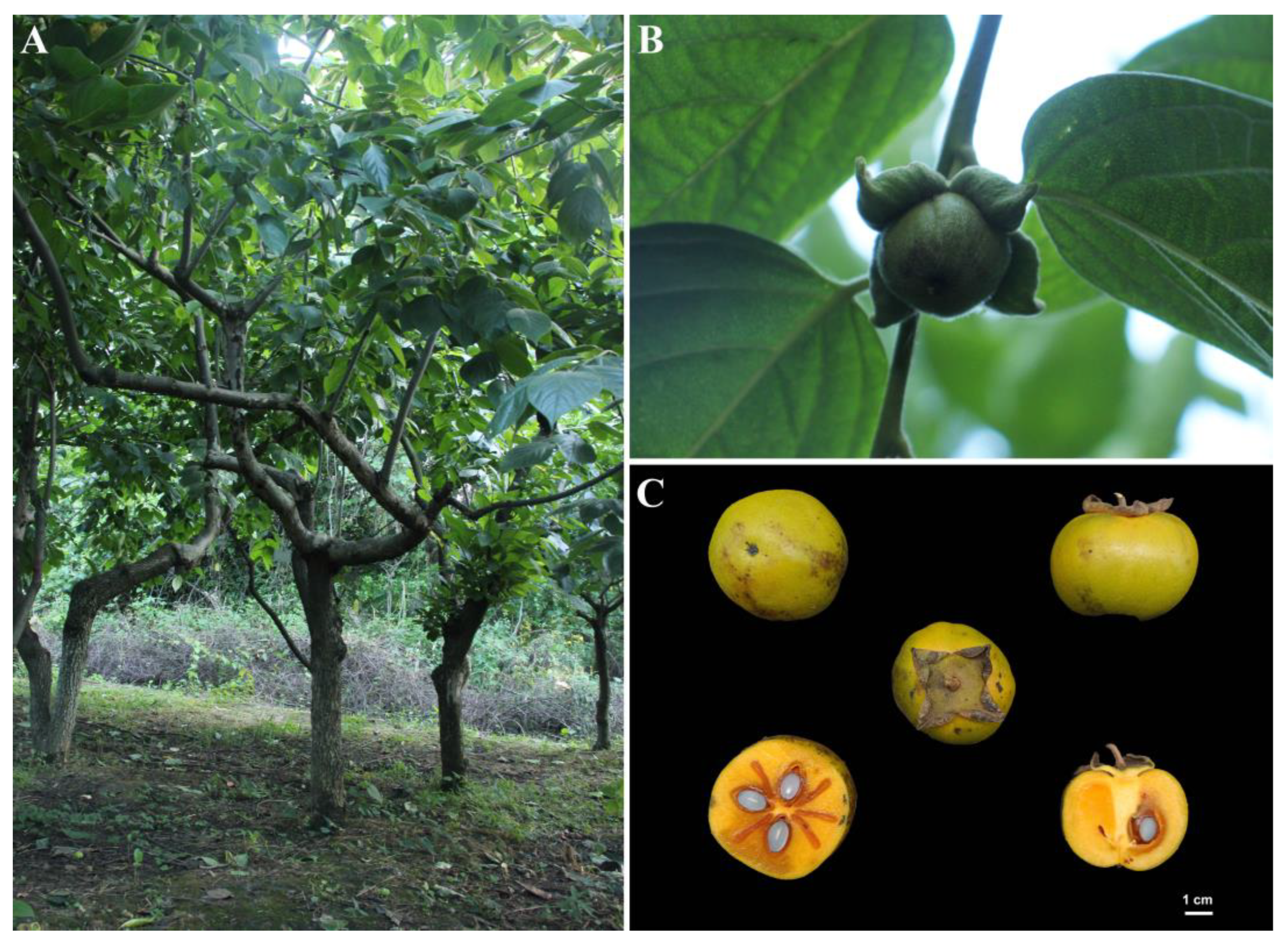 Horticulturae 11 00041 g001
