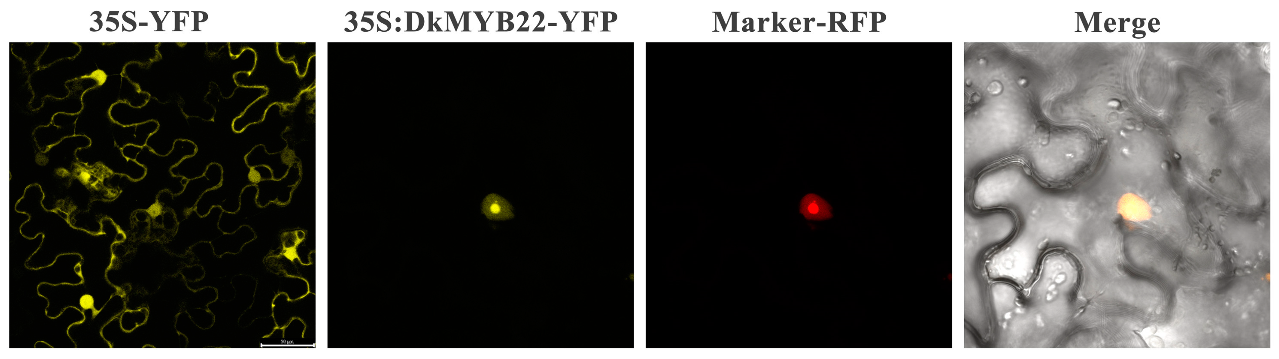 Horticulturae 11 00041 g009