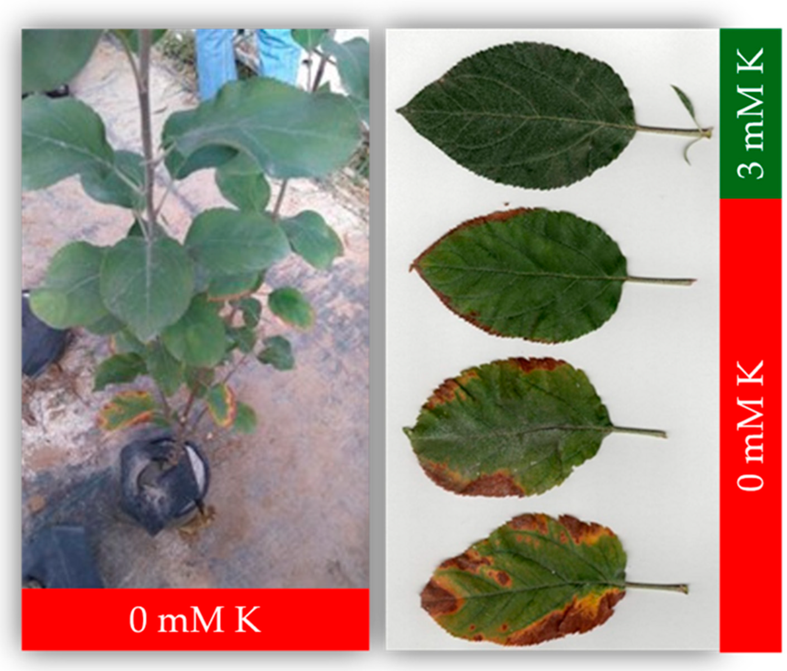 Horticulturae 11 00042 g001