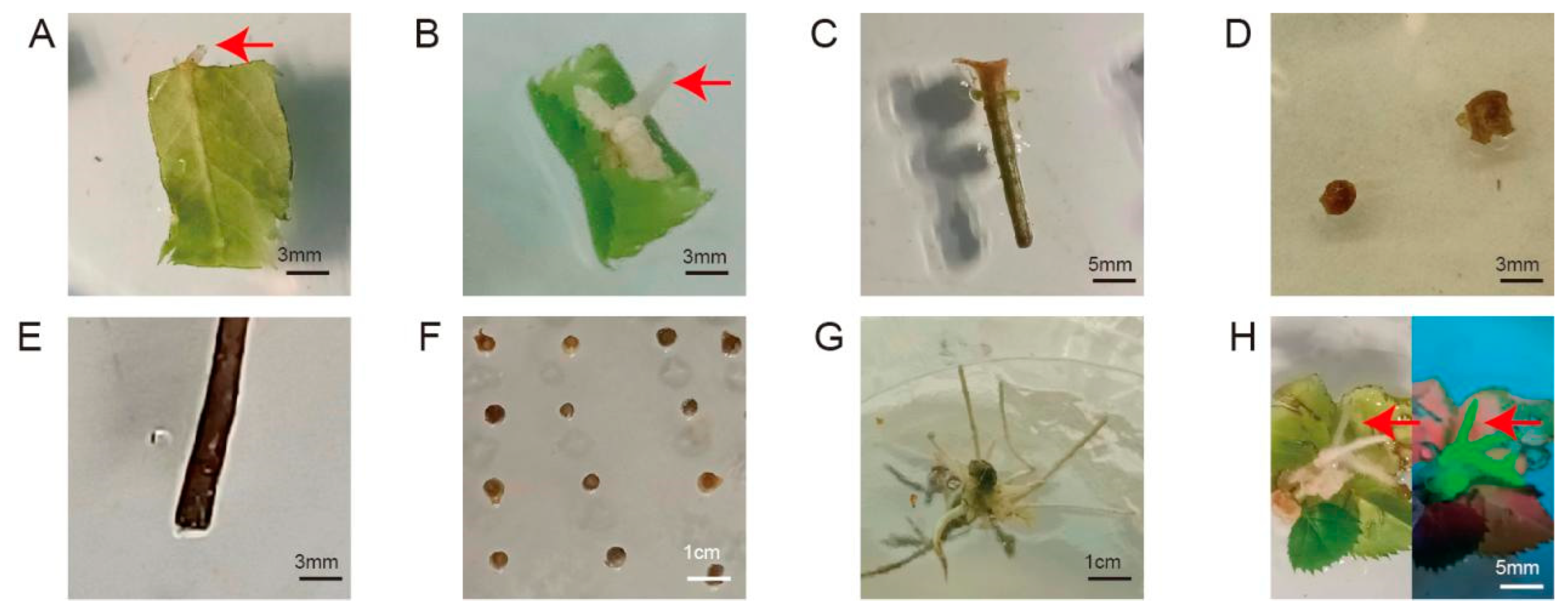 Horticulturae 11 00049 g002