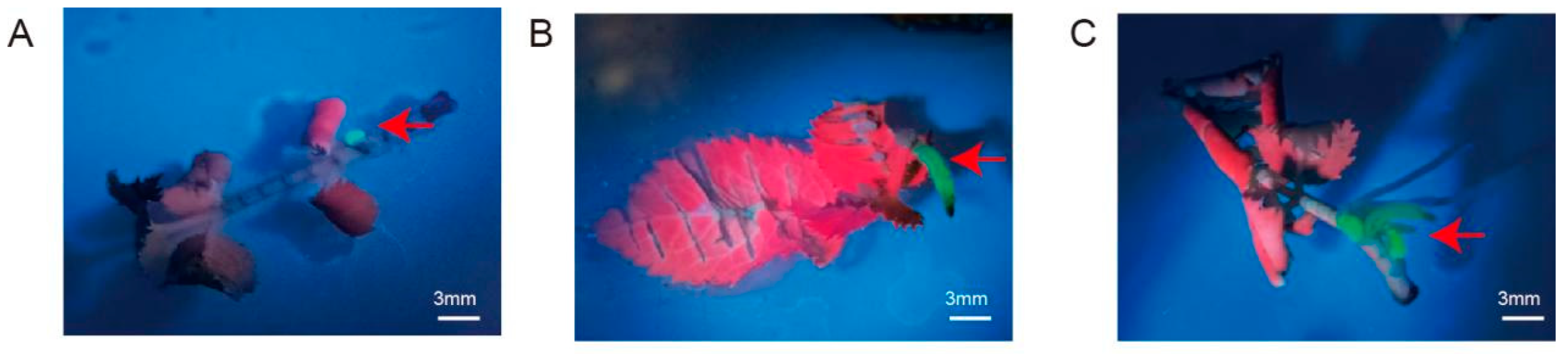 Horticulturae 11 00049 g003