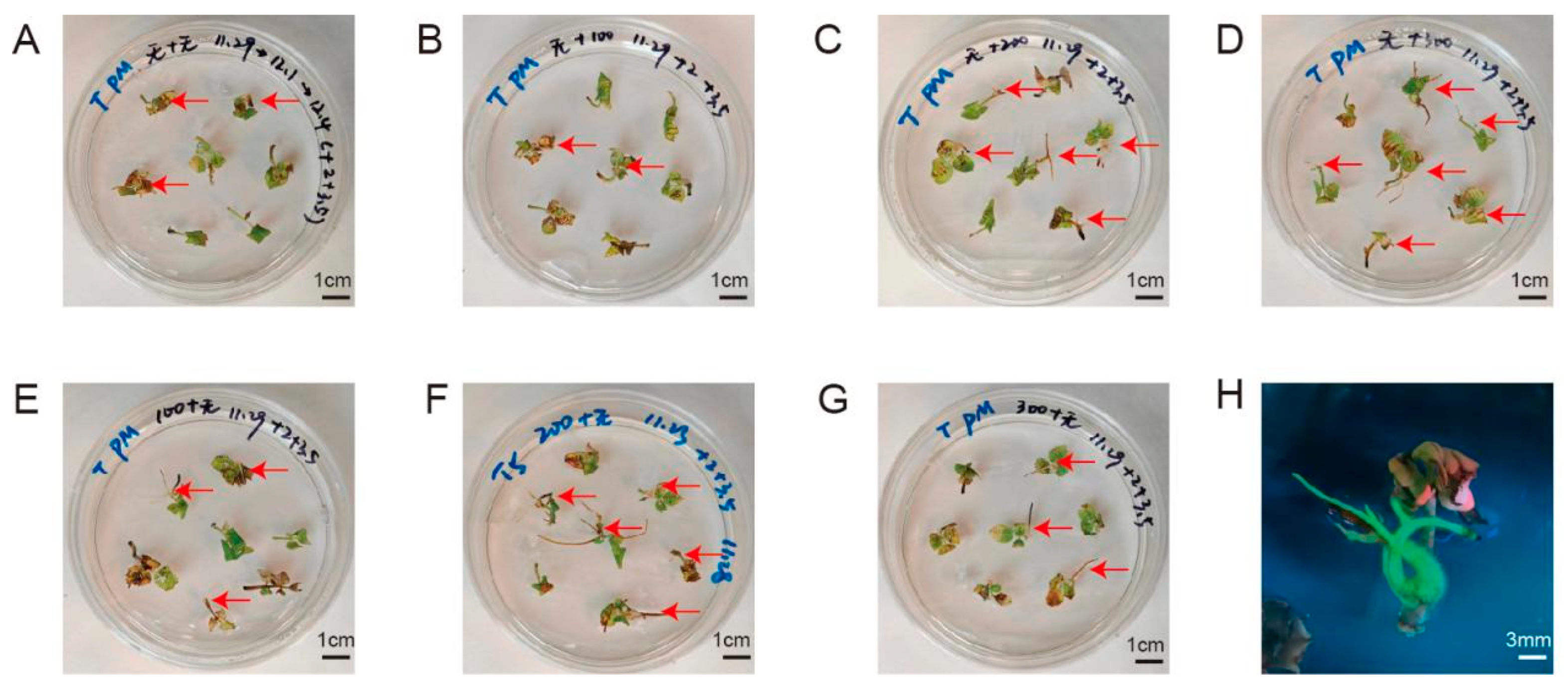 Horticulturae 11 00049 g005