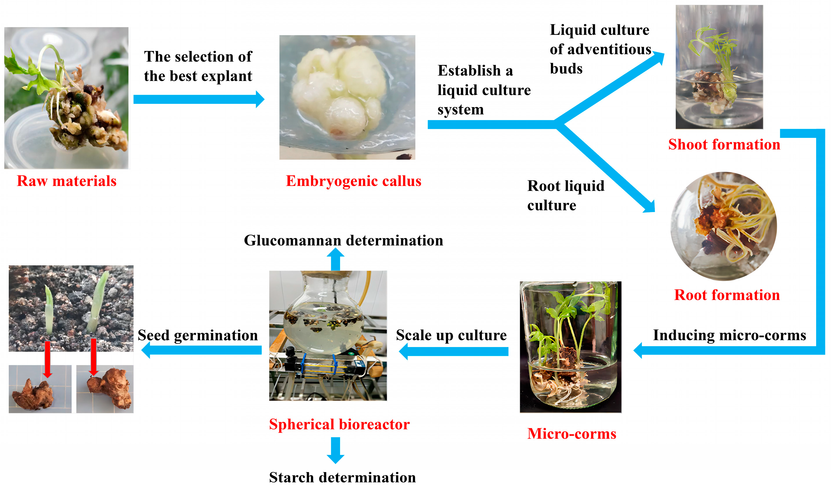 Horticulturae 11 00235 g001