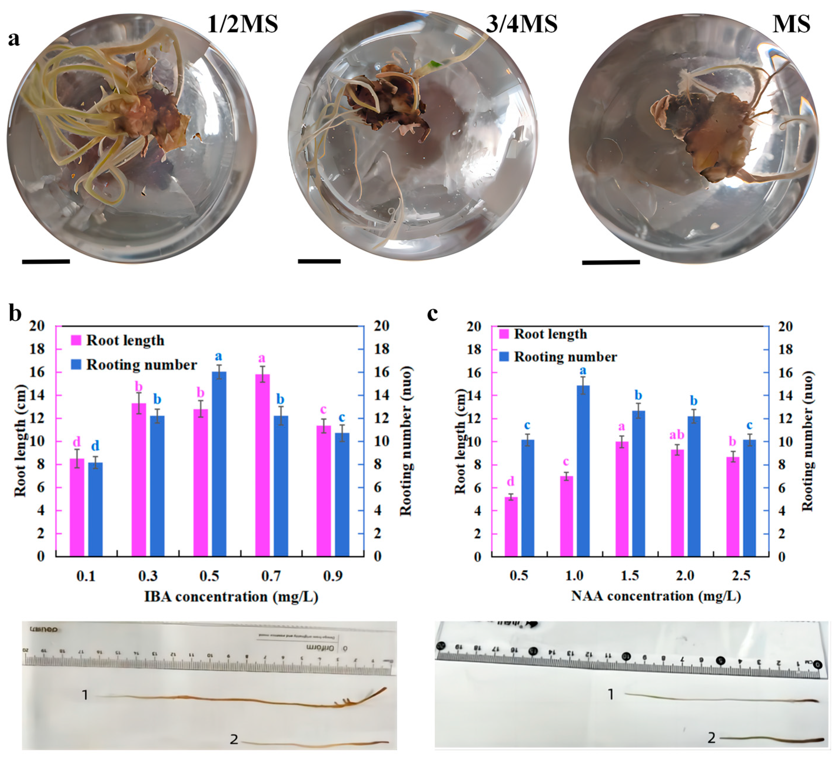 Horticulturae 11 00235 g004
