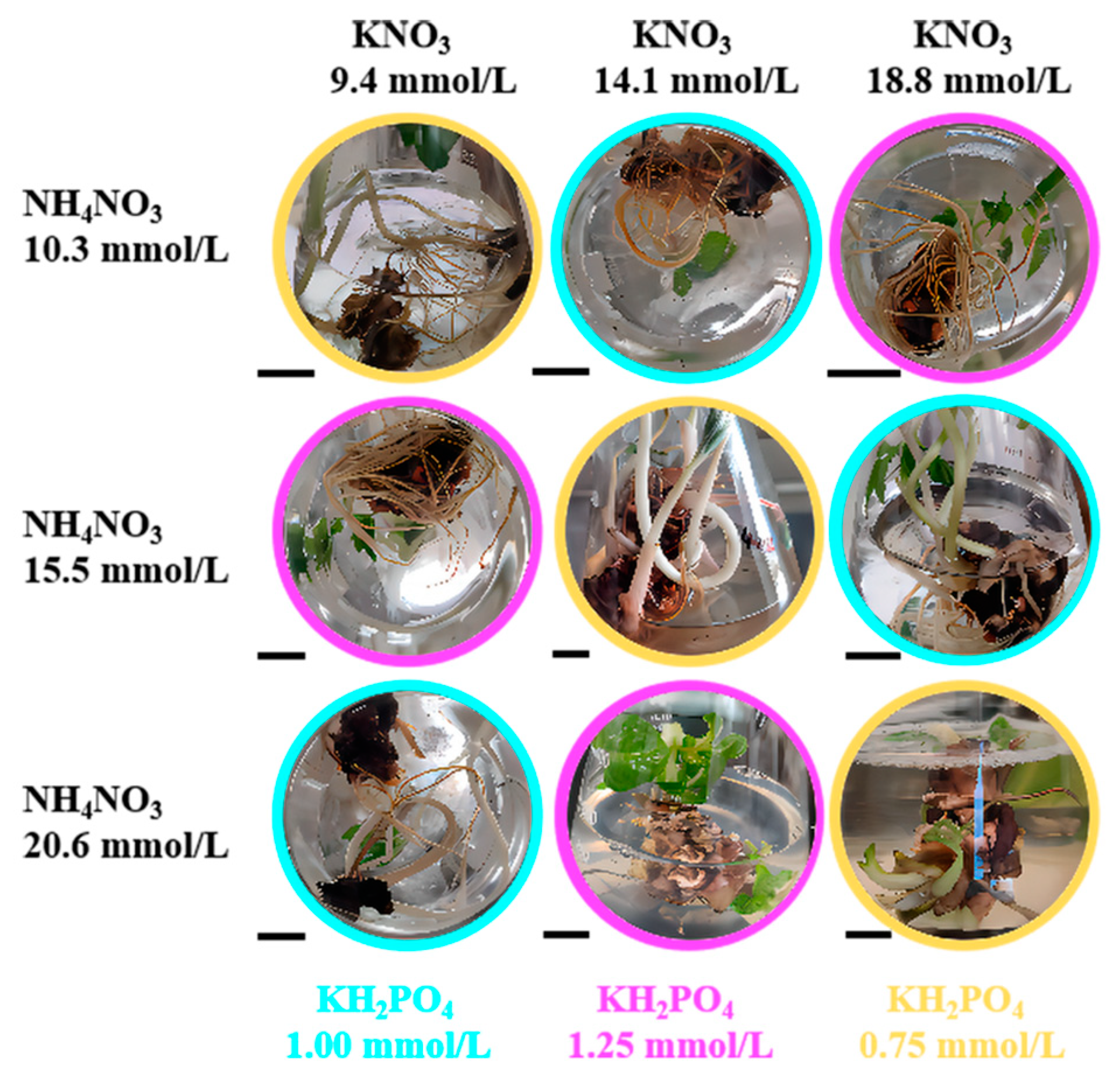 Horticulturae 11 00235 g007