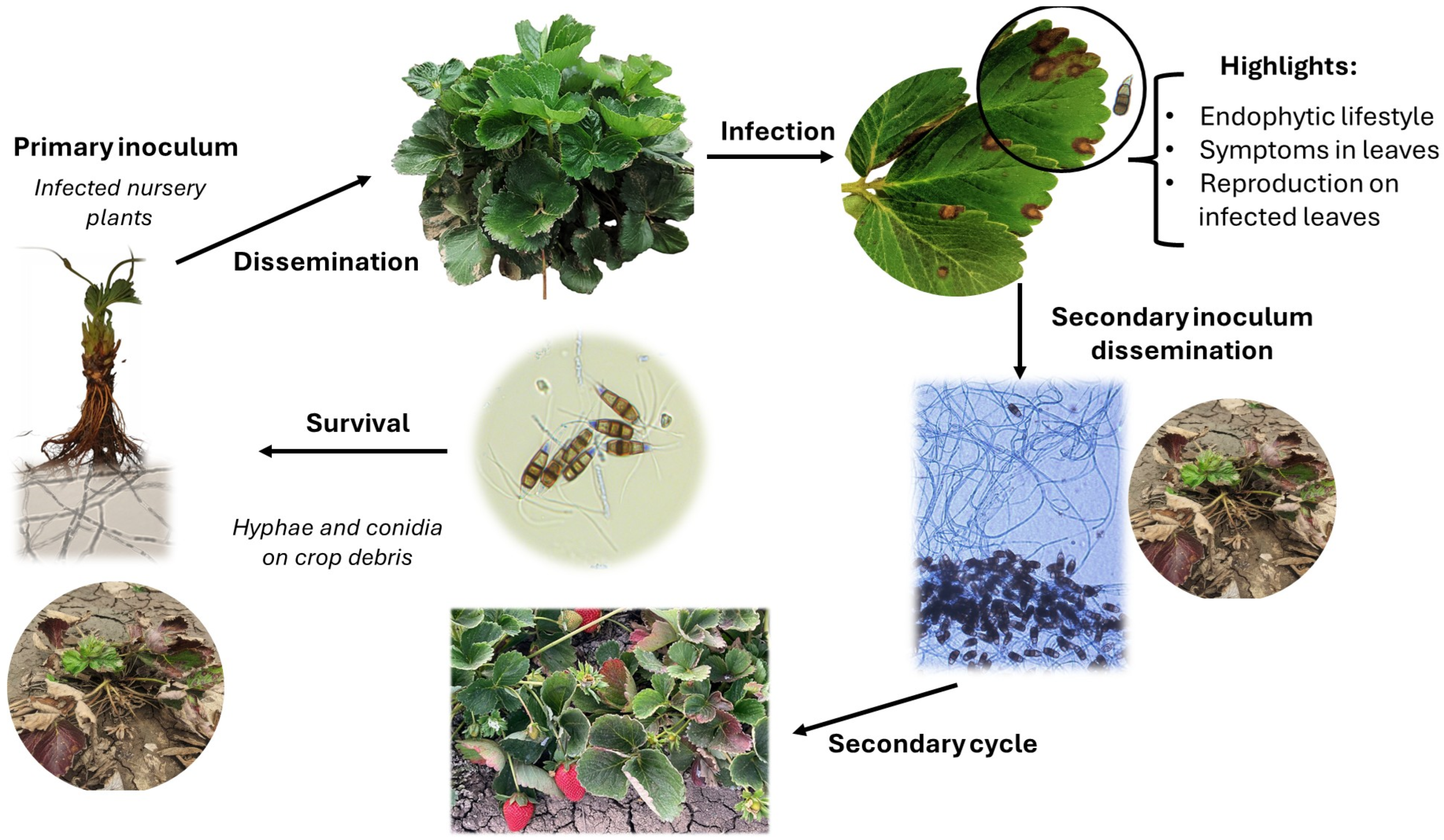 Horticulturae 11 00288 g001