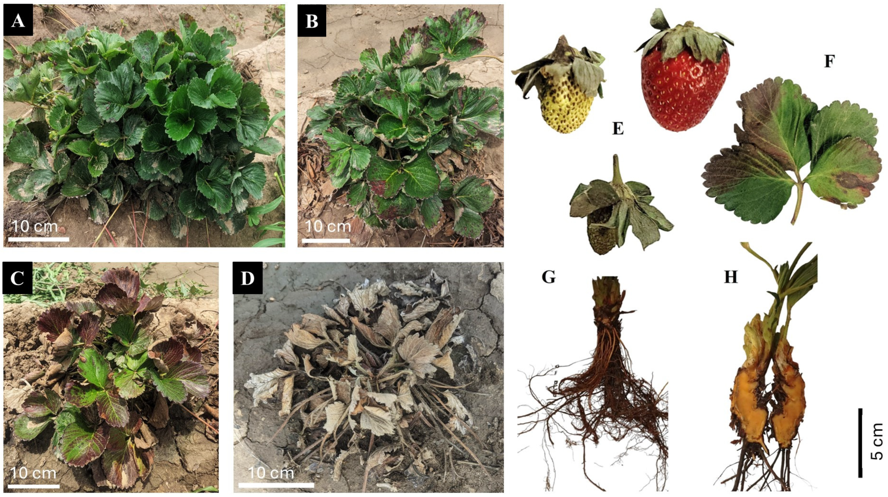 Horticulturae 11 00288 g002