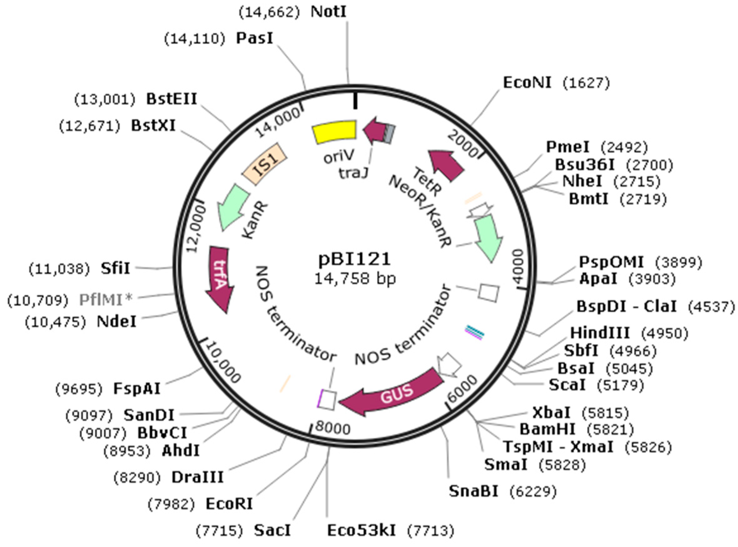 Horticulturae 11 00320 g001