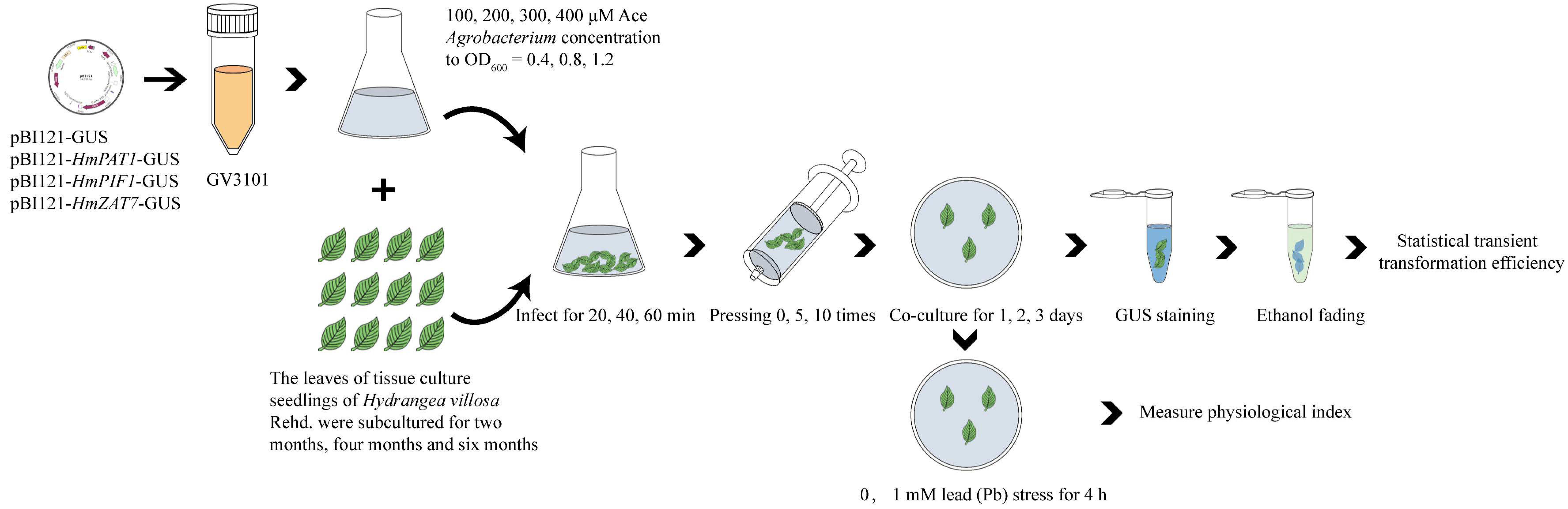 Horticulturae 11 00320 g002