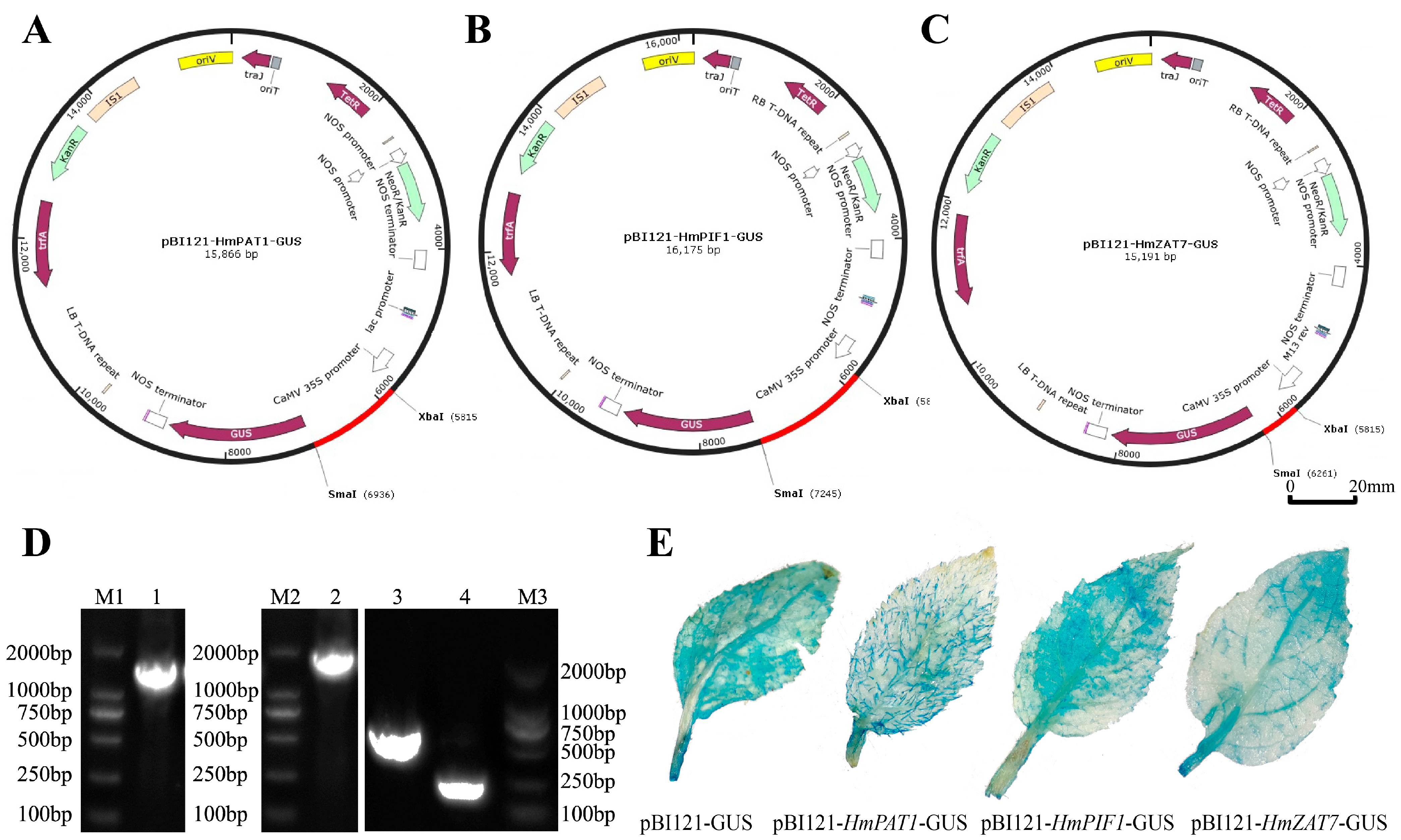 Horticulturae 11 00320 g006