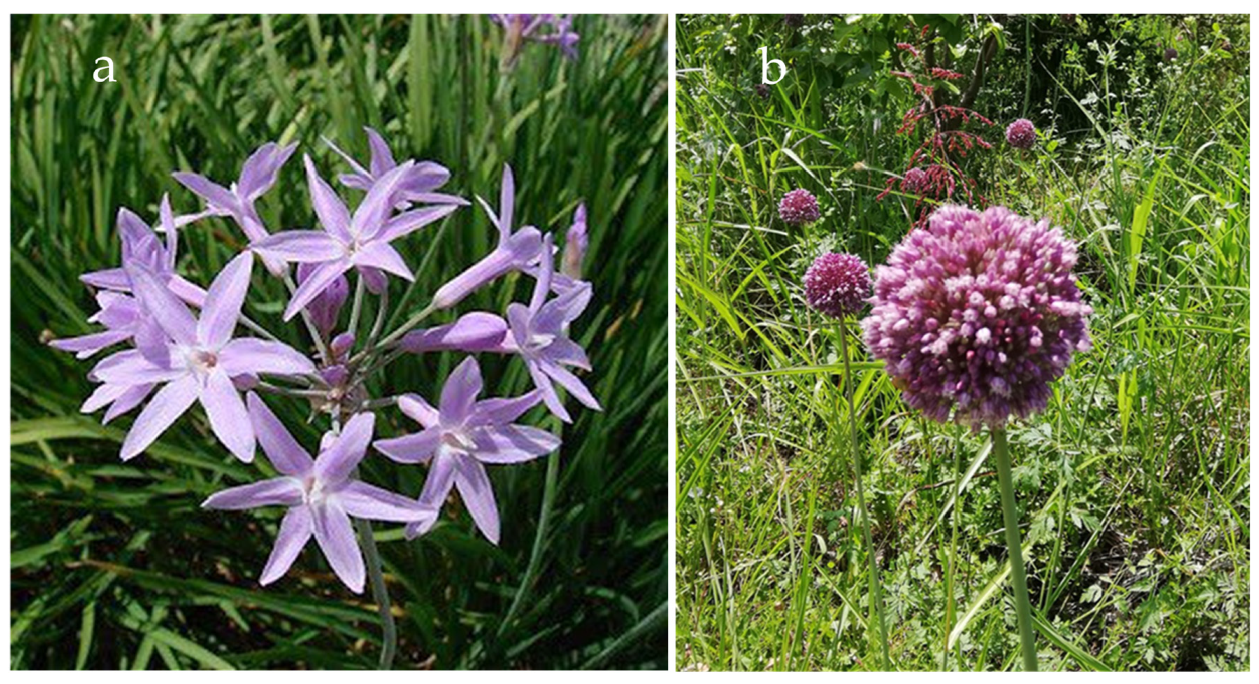 Horticulturae 11 00323 g001