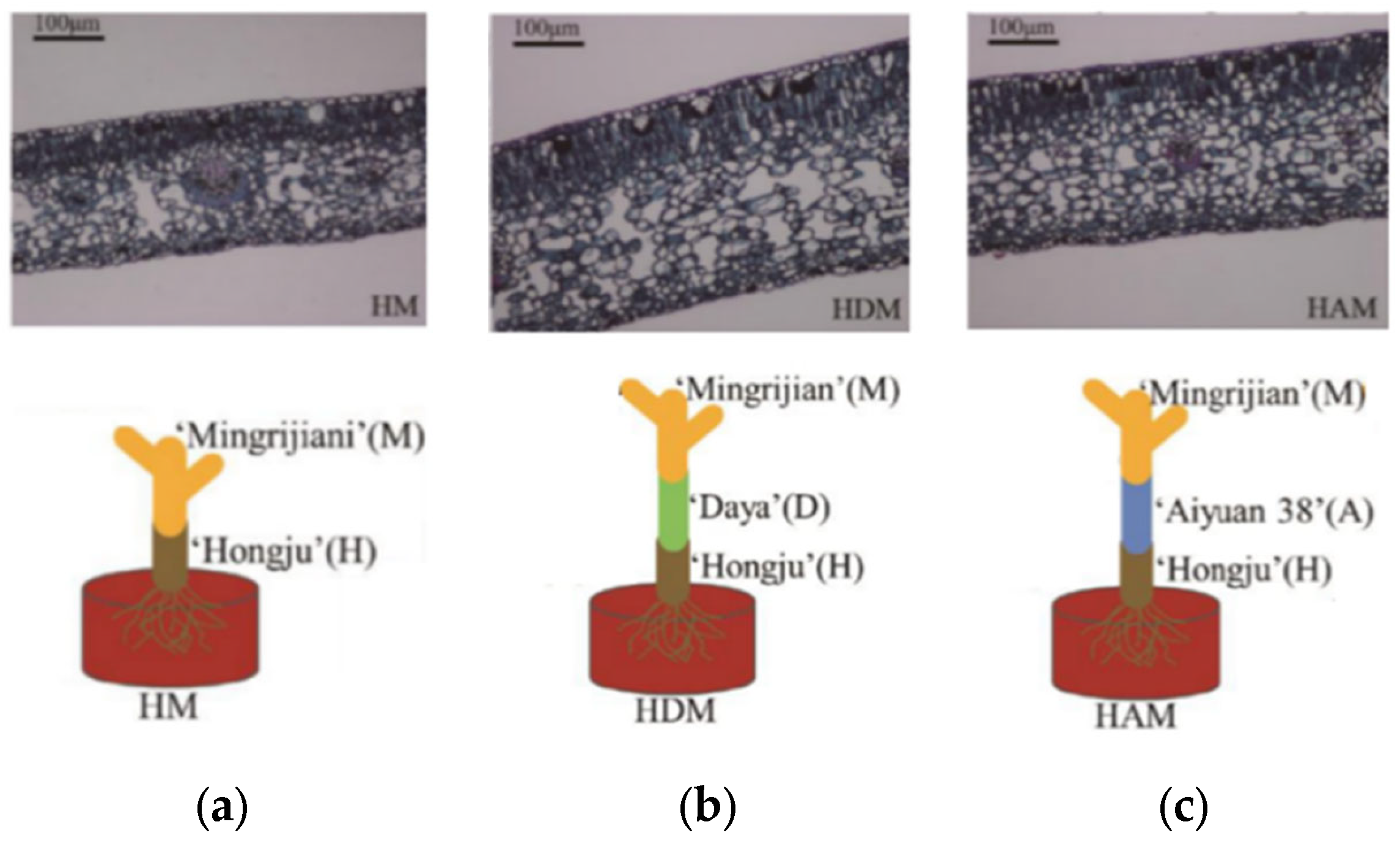 Horticulturae 11 00366 g002