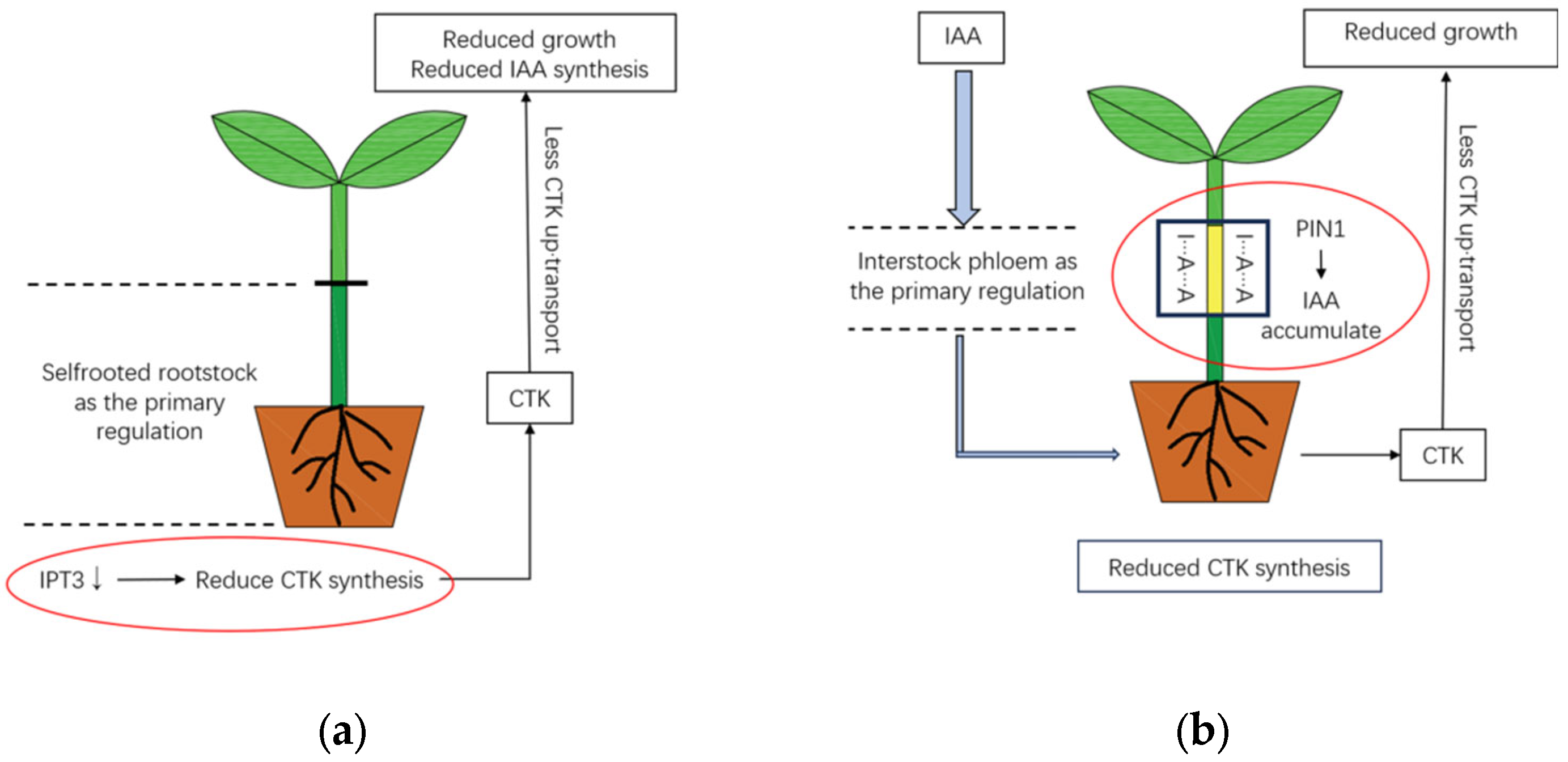 Horticulturae 11 00366 g003