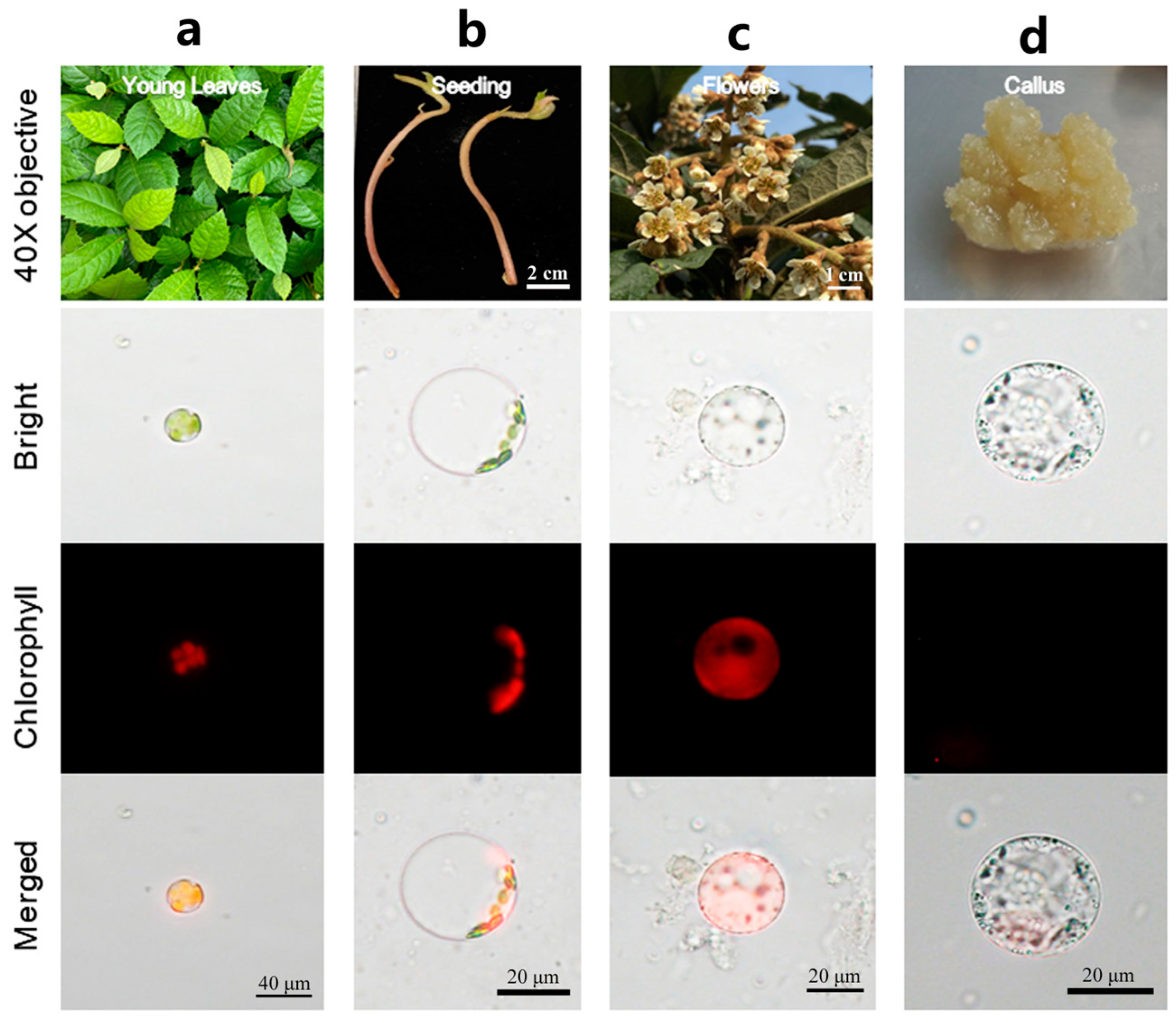 Horticulturae 11 00391 g003