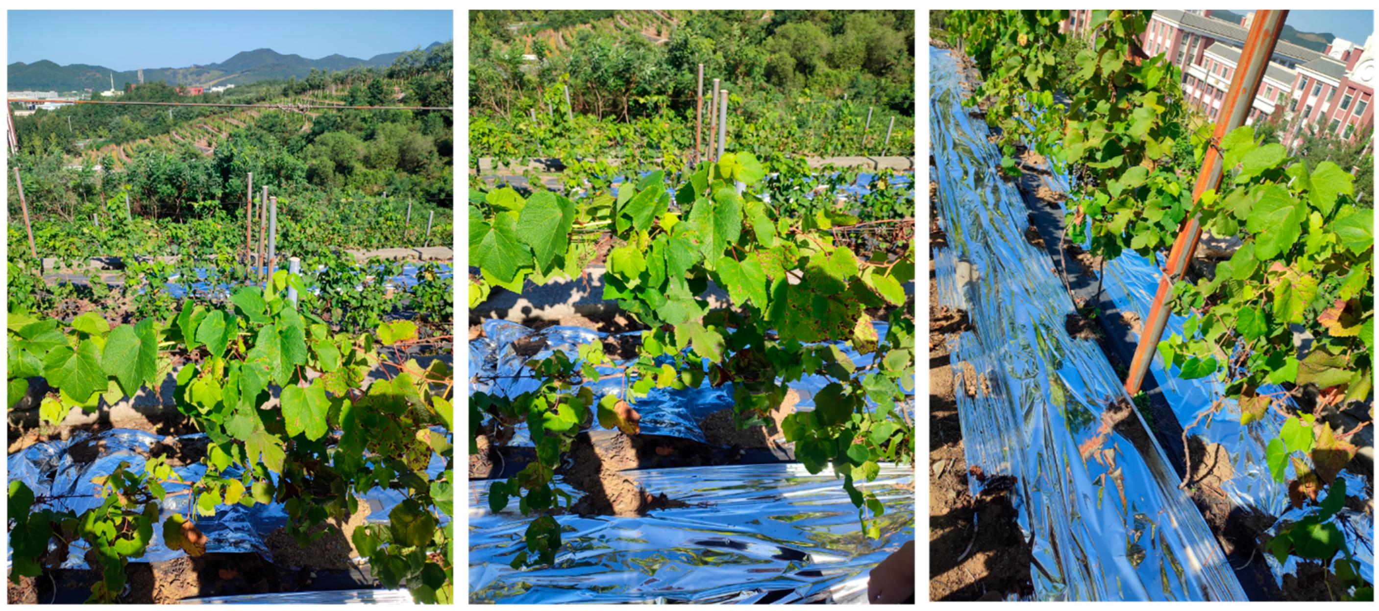 Horticulturae 11 00394 g003