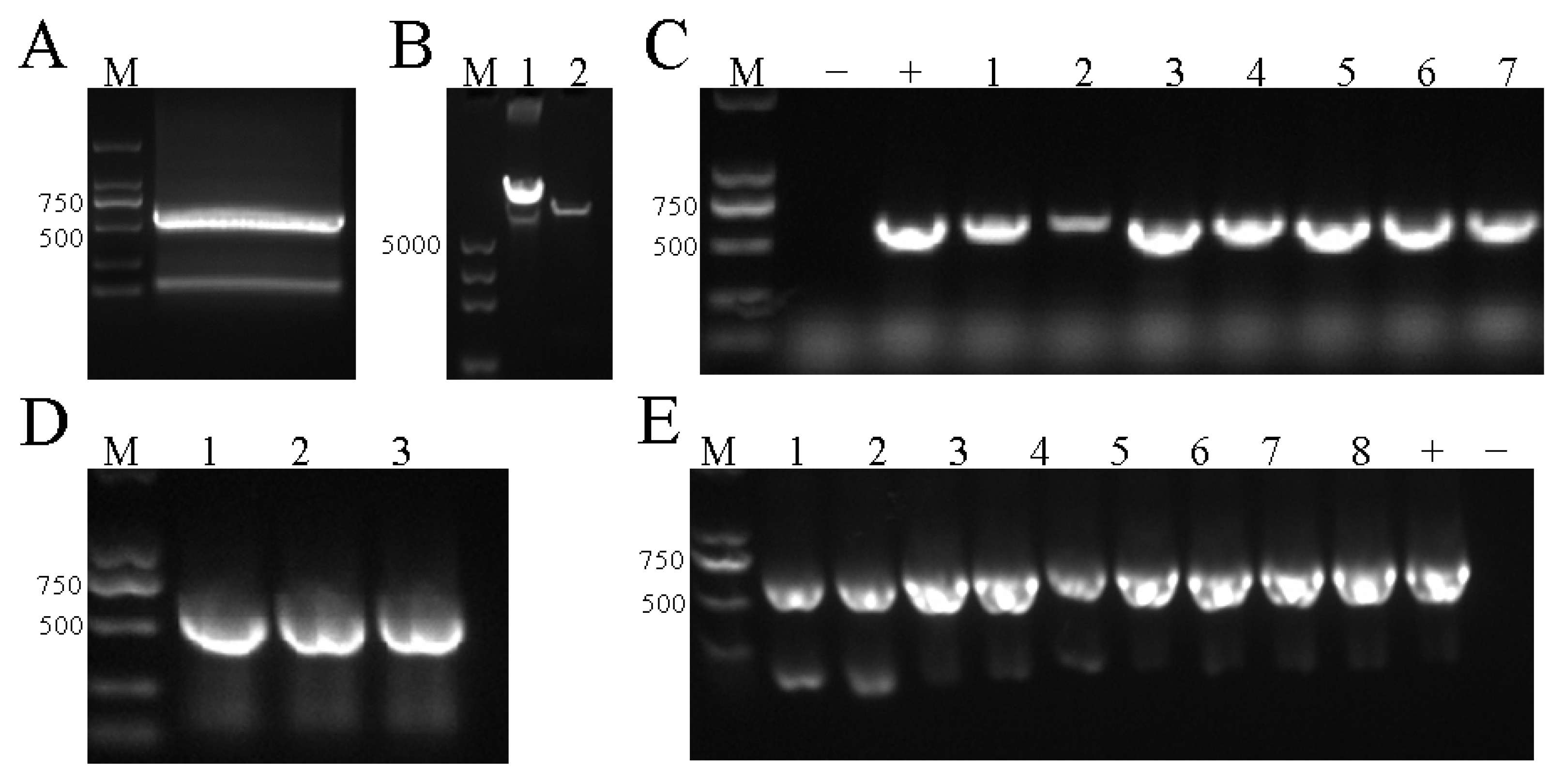 Horticulturae 11 00406 g003