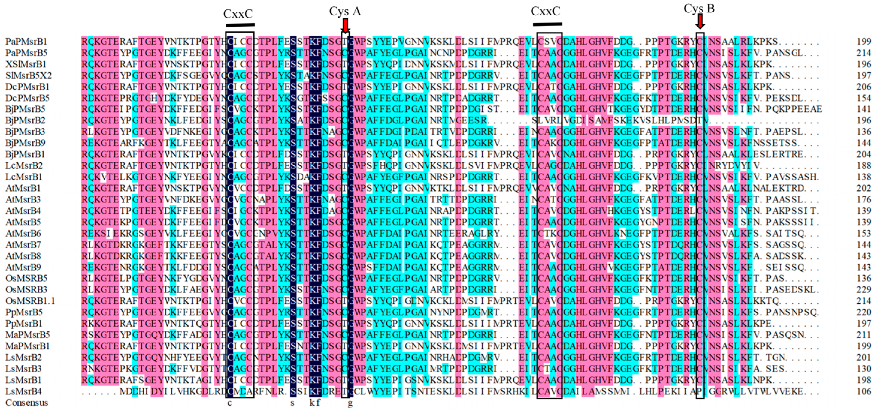 Horticulturae 11 00422 g002