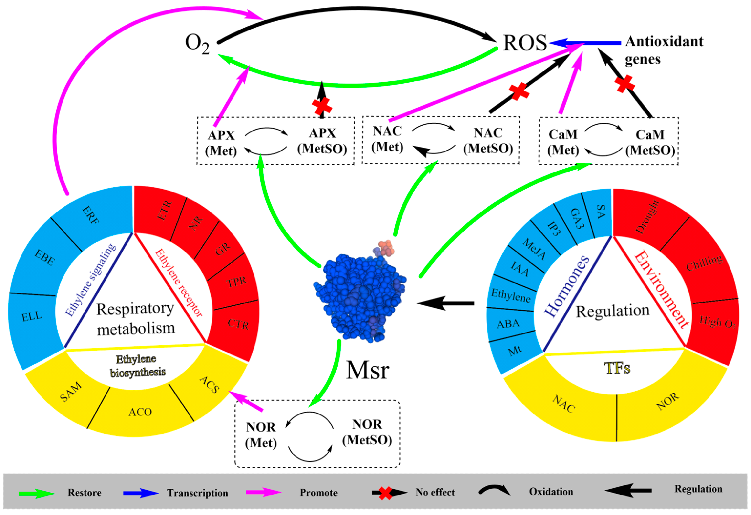 Horticulturae 11 00422 g008
