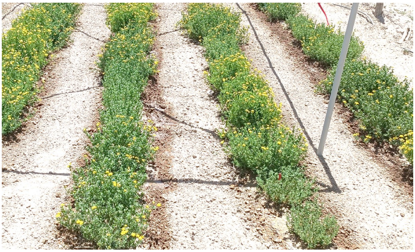 Horticulturae 11 00428 g002