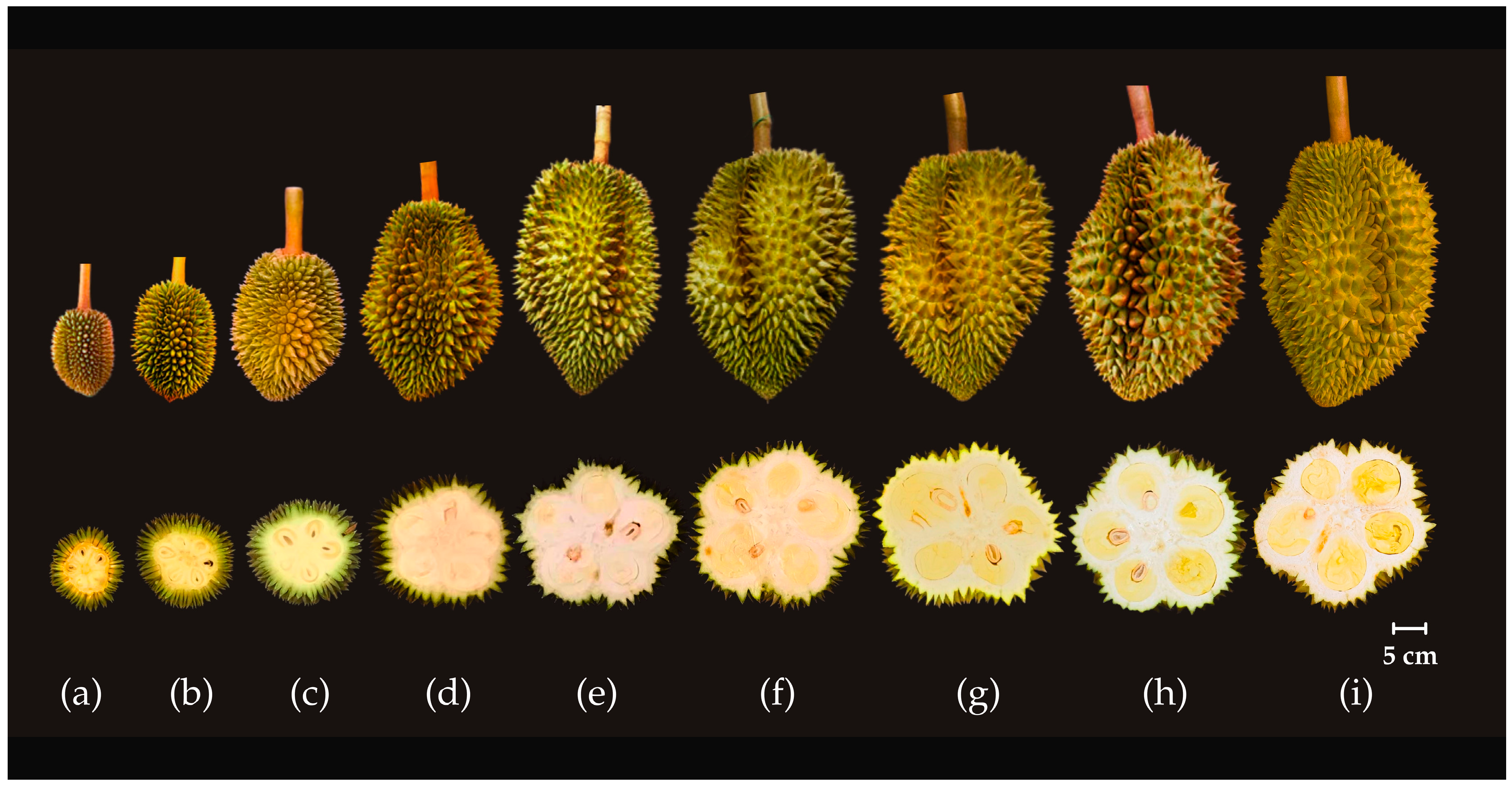 Horticulturae 11 00432 g004