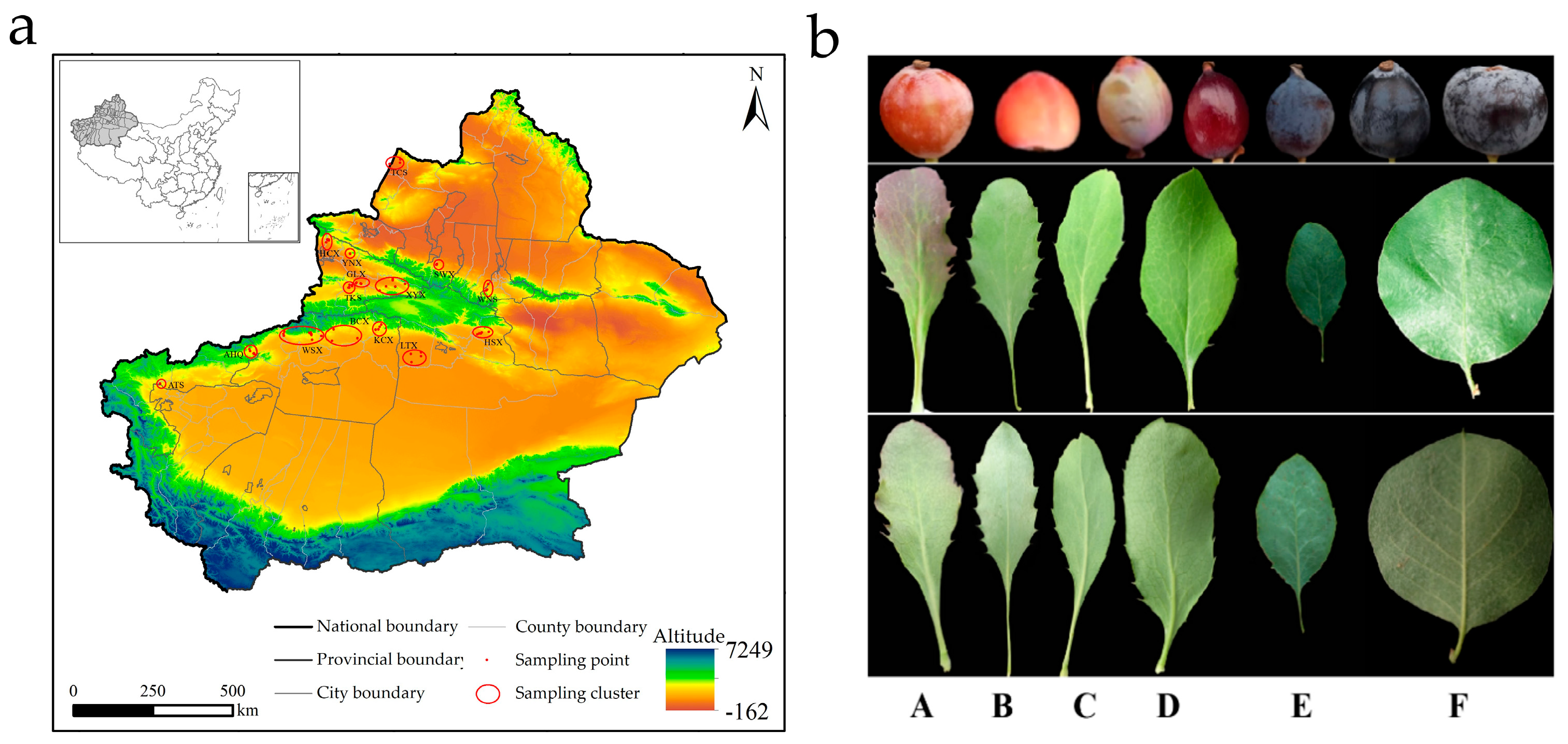 Horticulturae 11 00434 g001