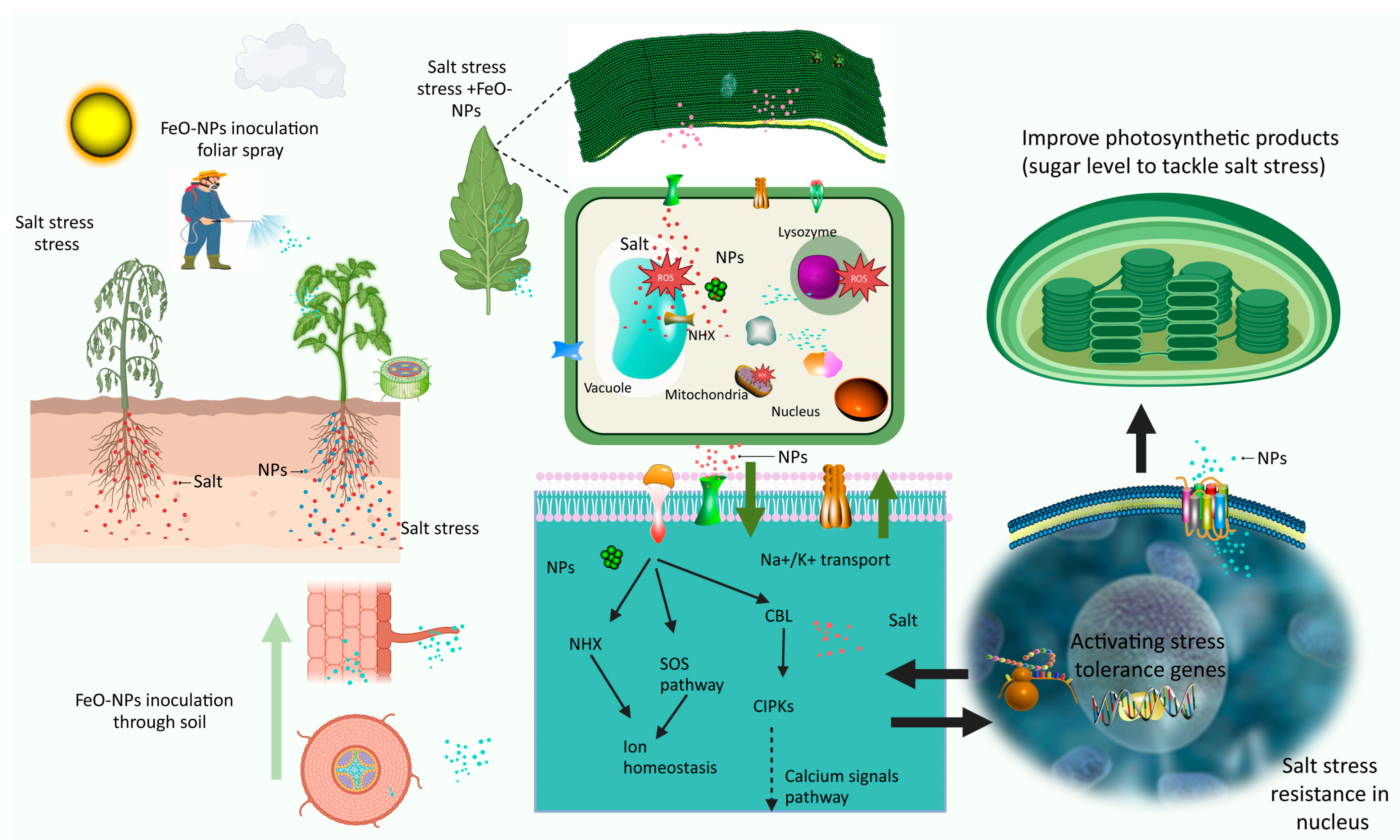 Horticulturae 11 00442 g002