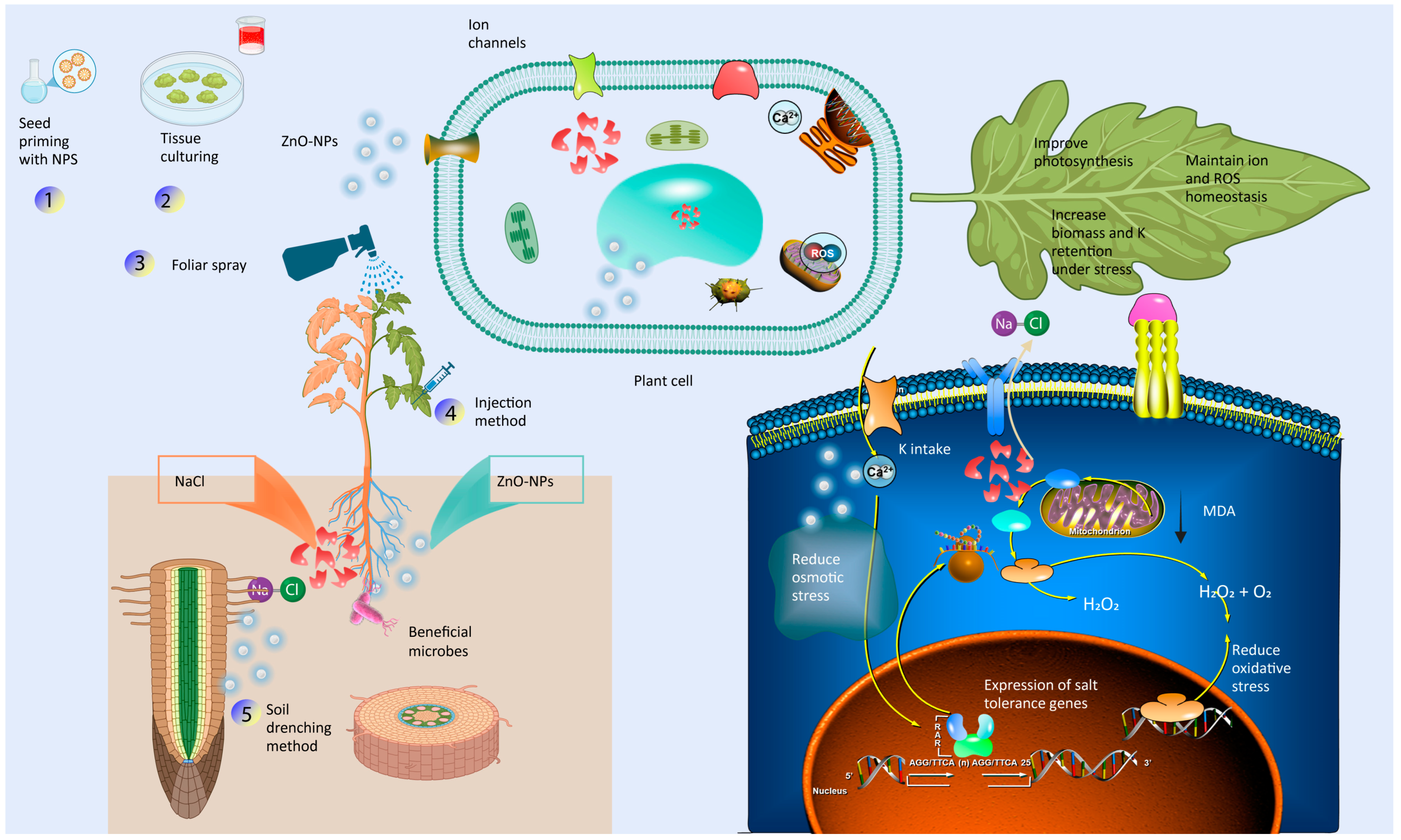 Horticulturae 11 00442 g003