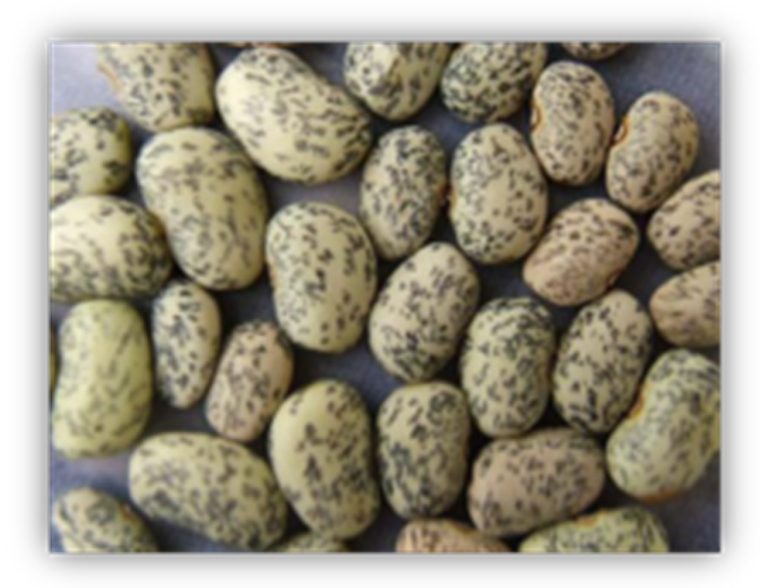 Horticulturae 11 00457 g001