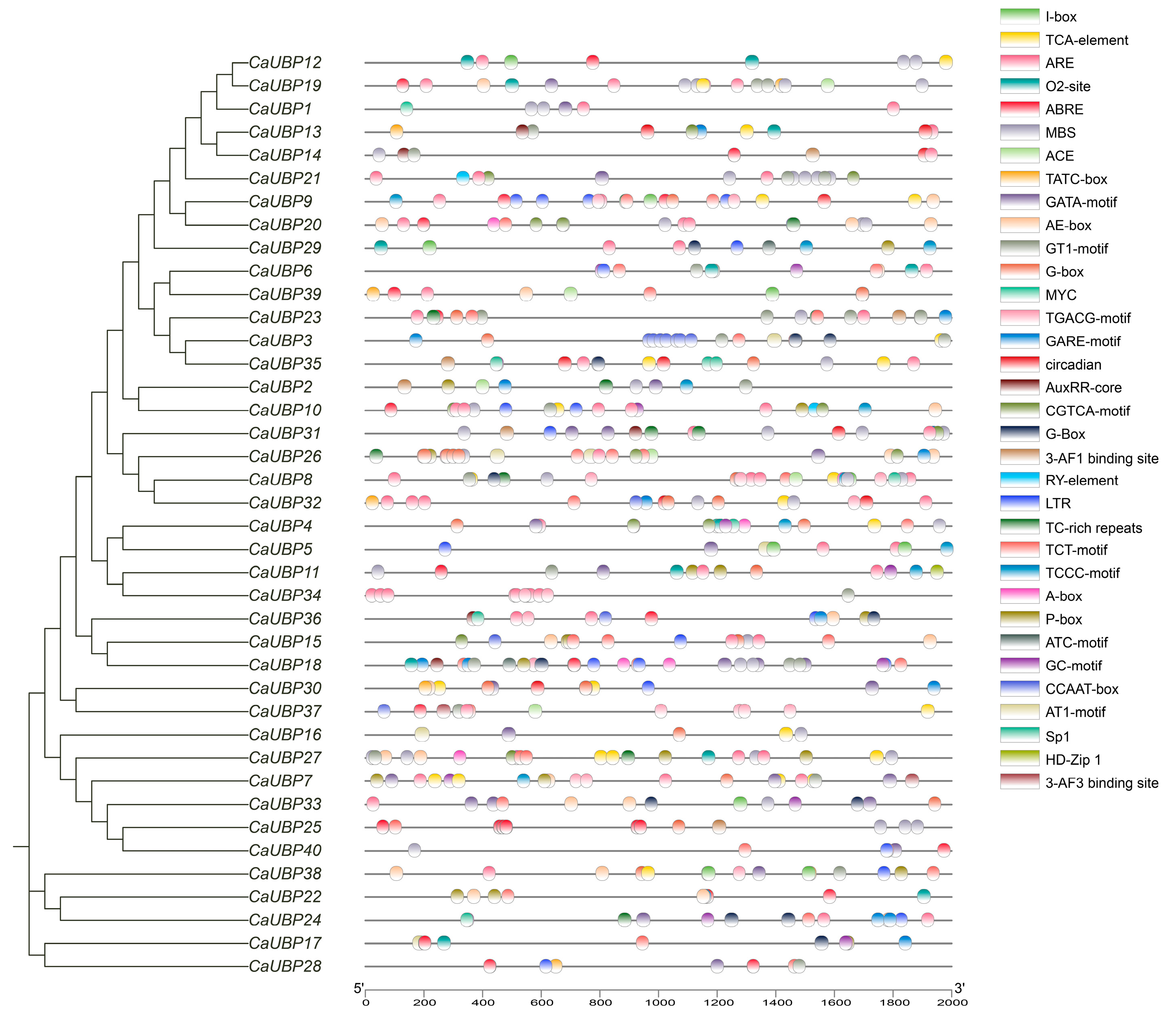 Horticulturae 11 00458 g004